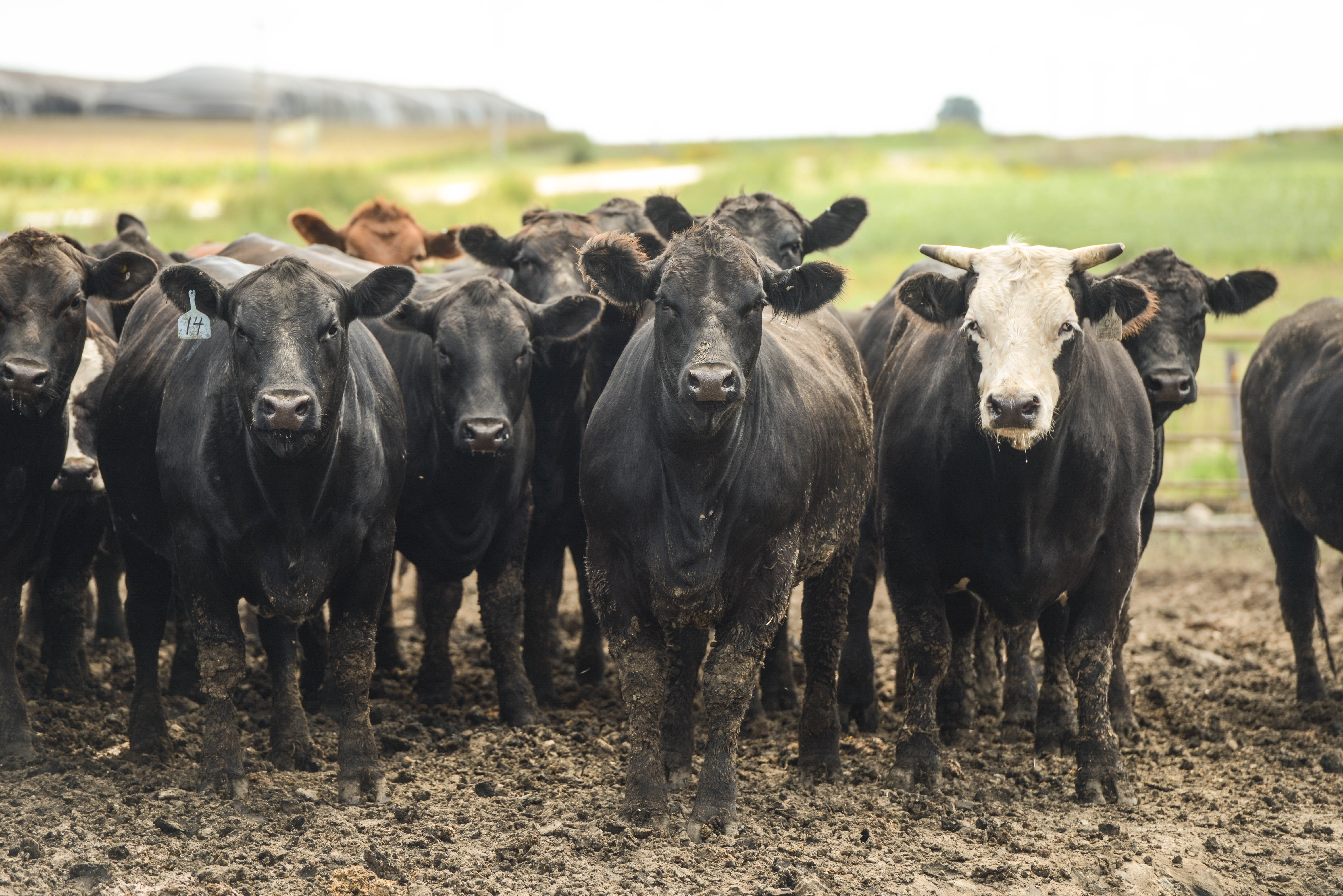 A group of cattle stand together