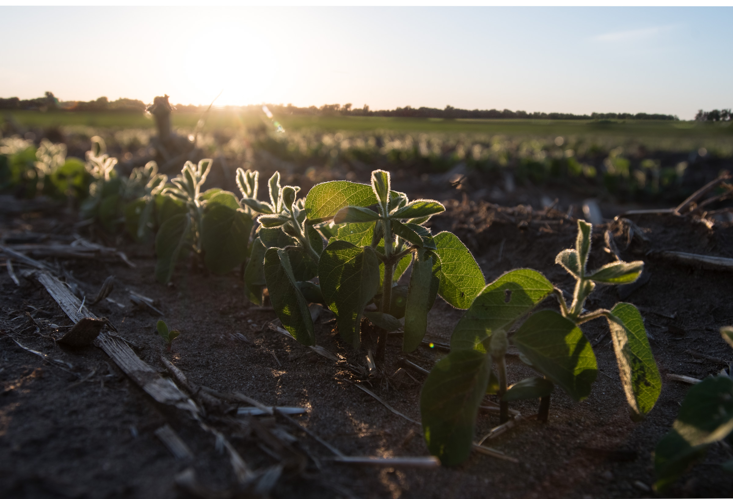 Soybean plants in a field from a previous year