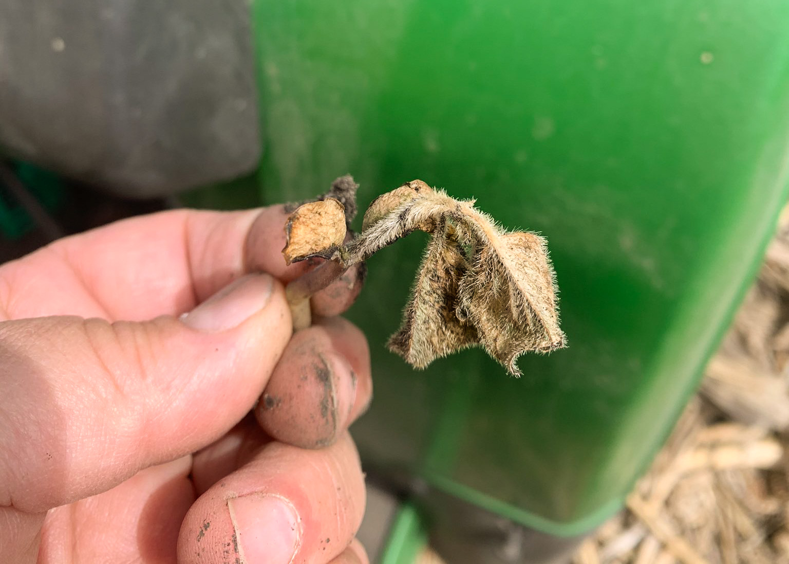 Frost covered soybean crop