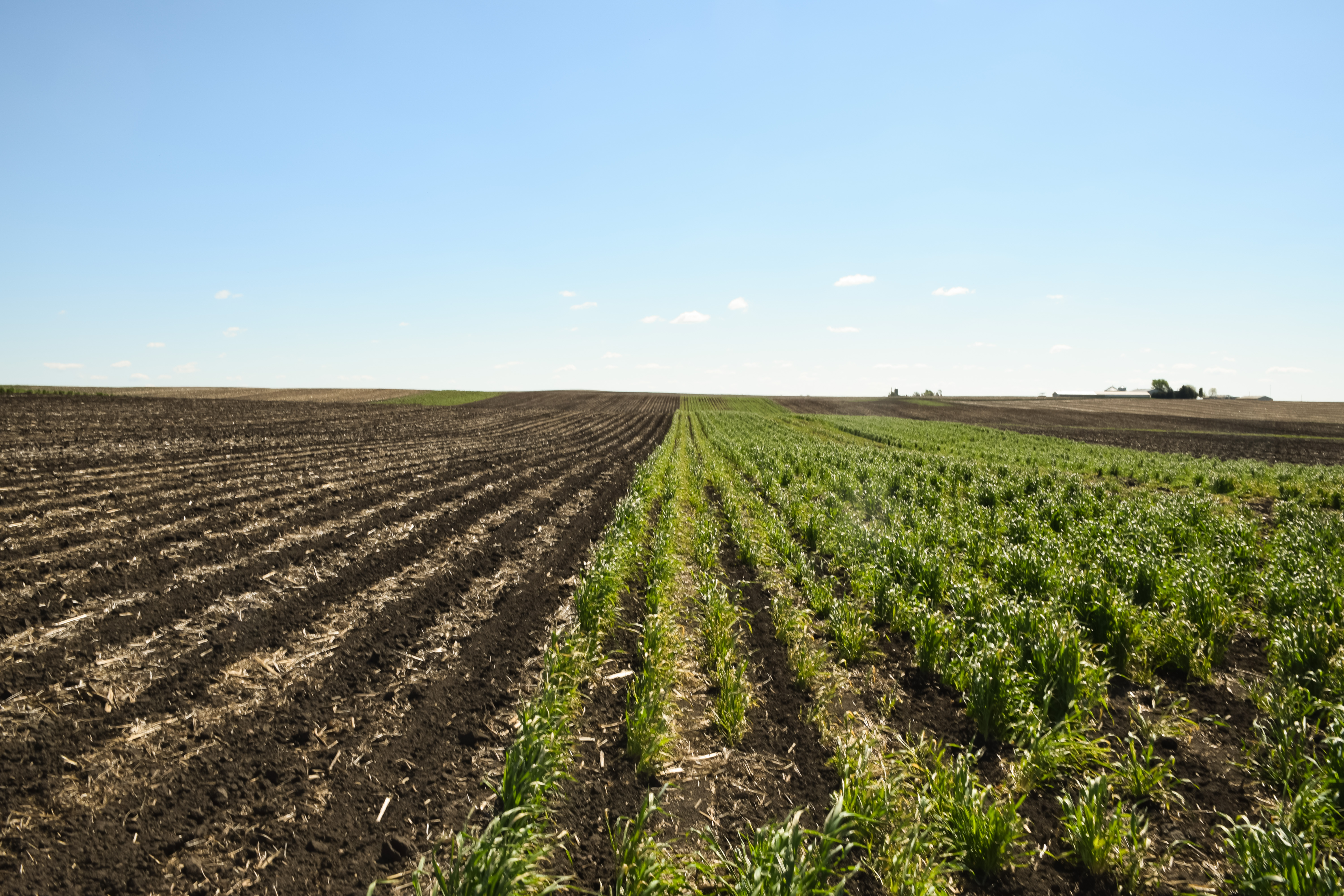 A field in the cover crop and manure strip trial