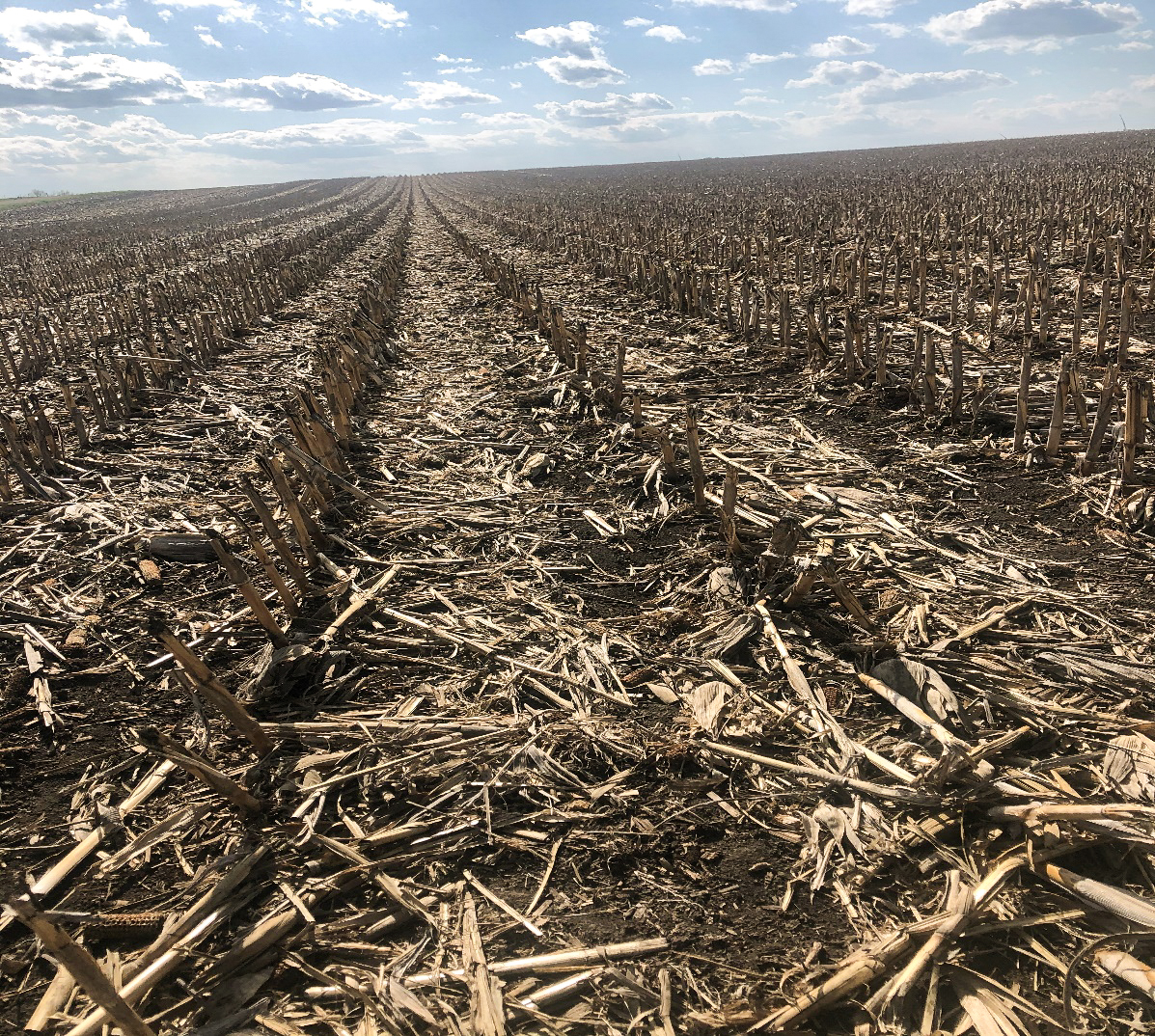 A no-till field