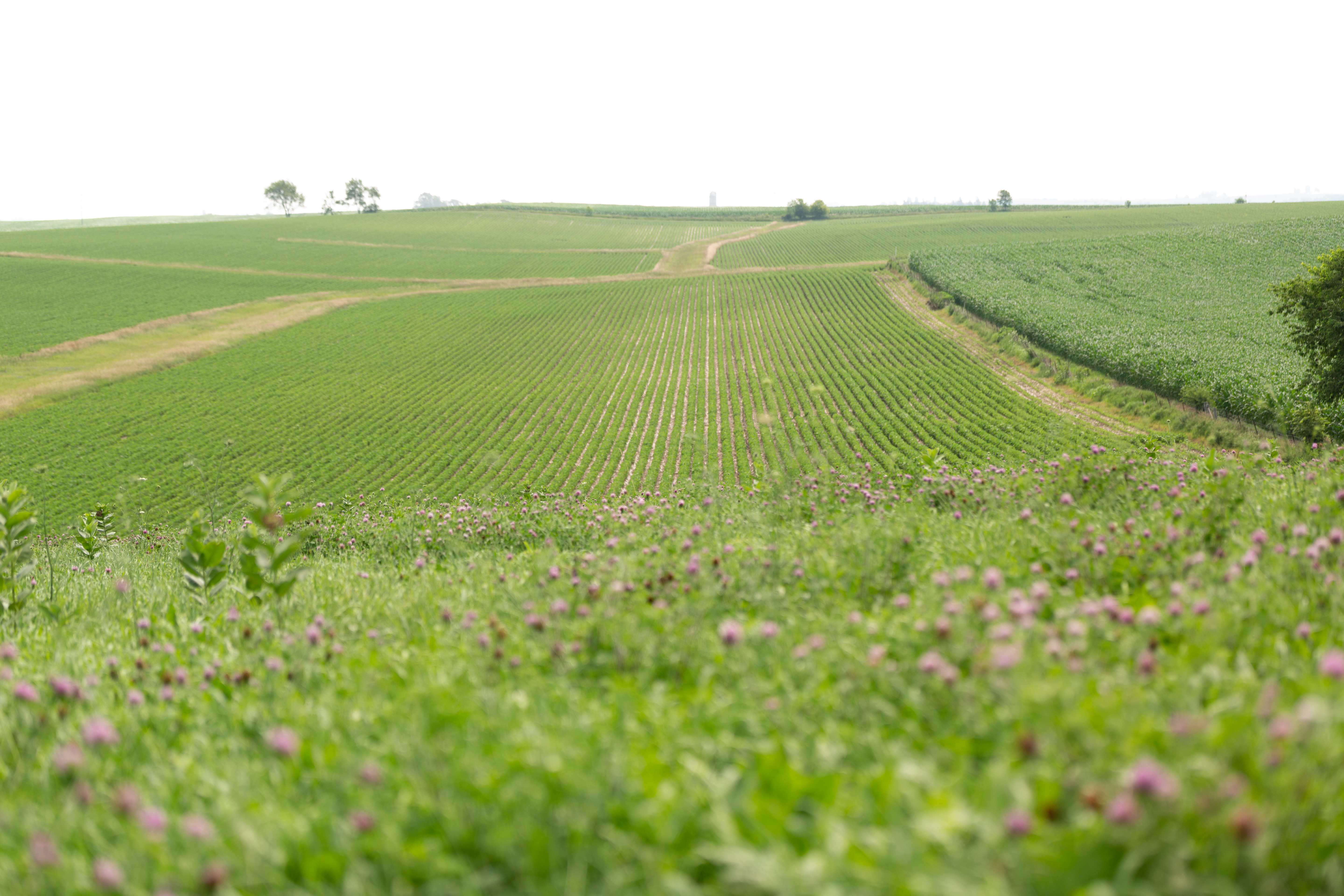 A Dubuque County field in July
