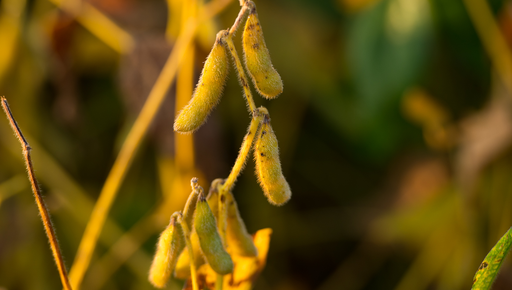 Soybeans glimmer in evening sun