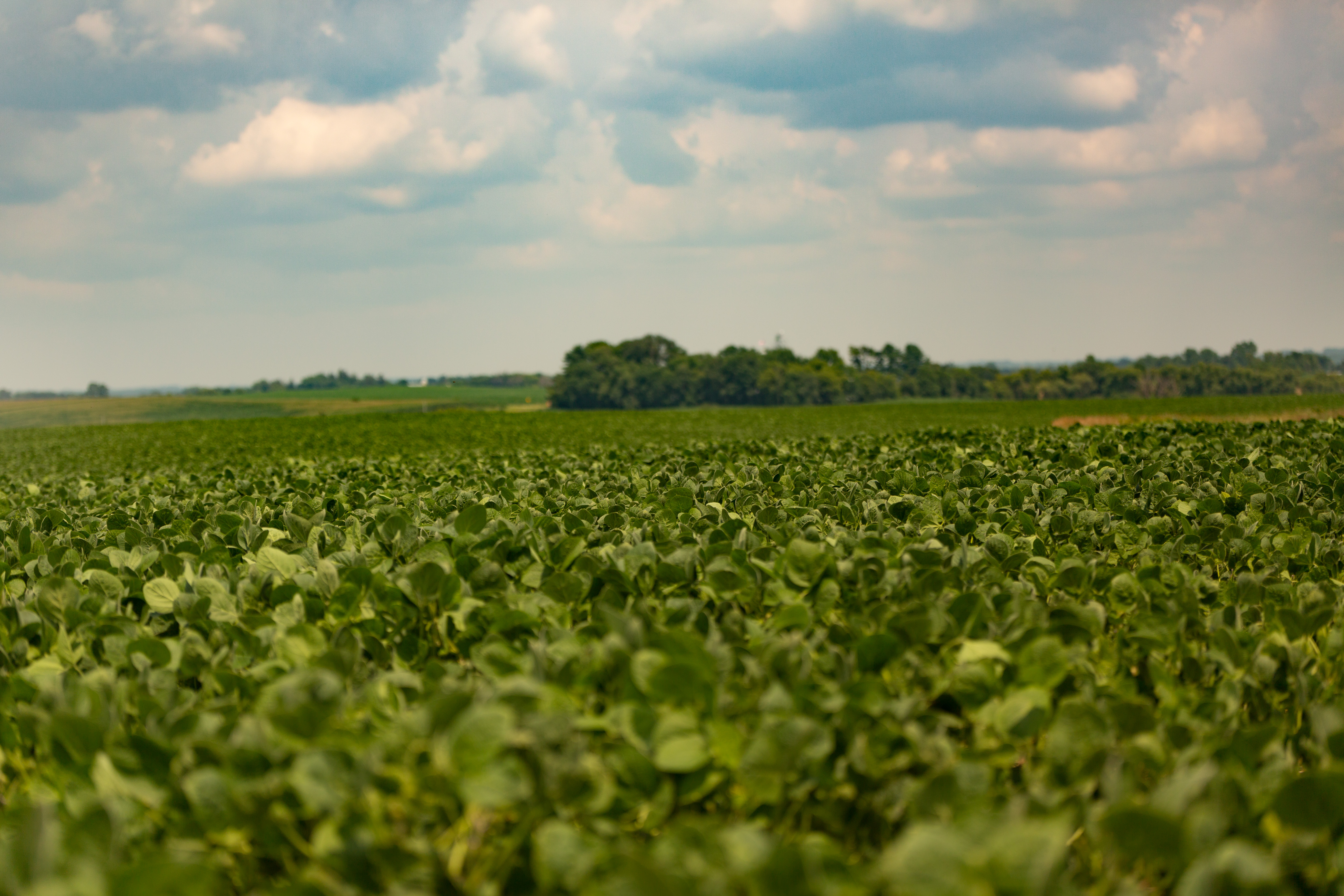 soybean field