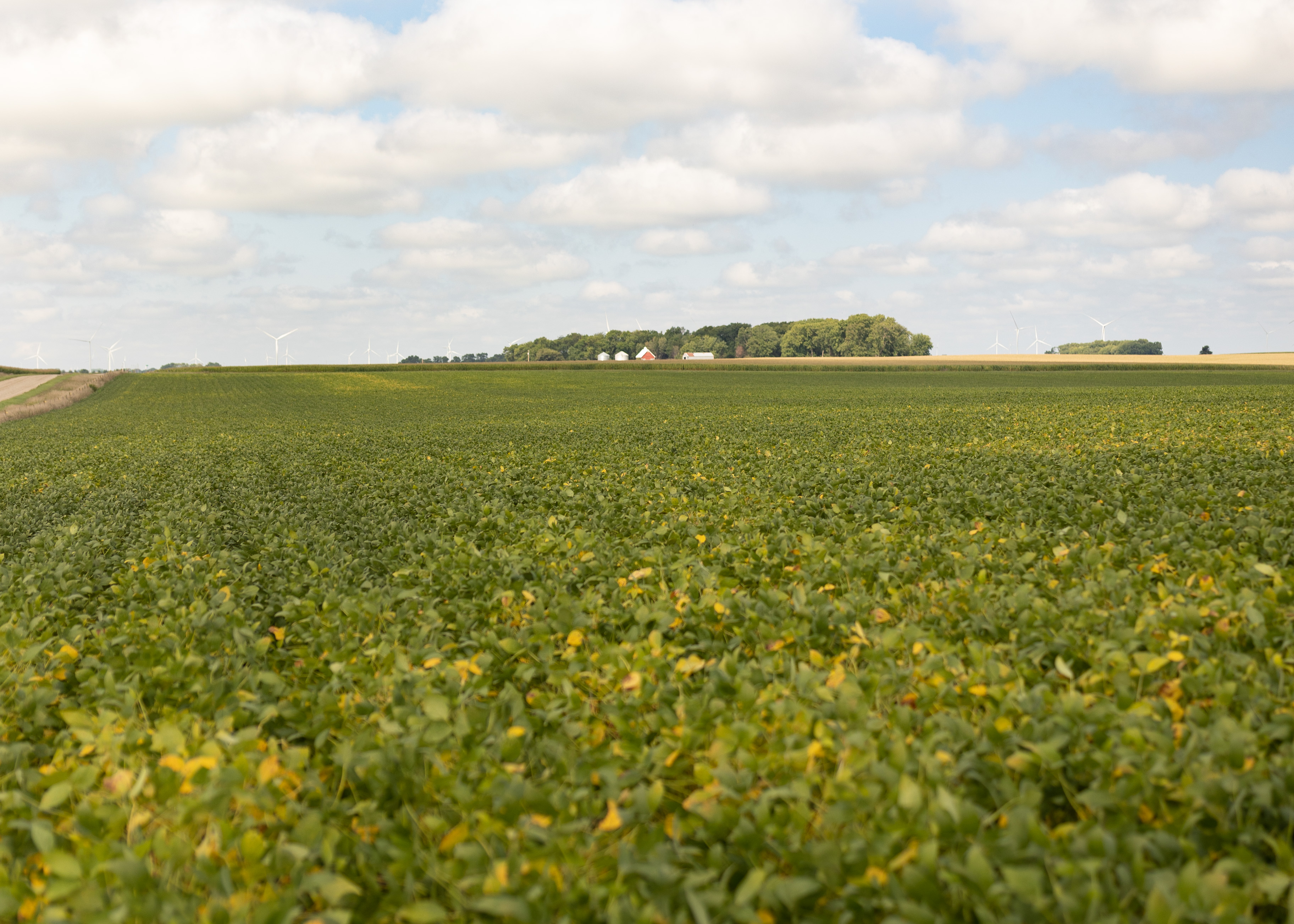 A soybean field near Cherokee