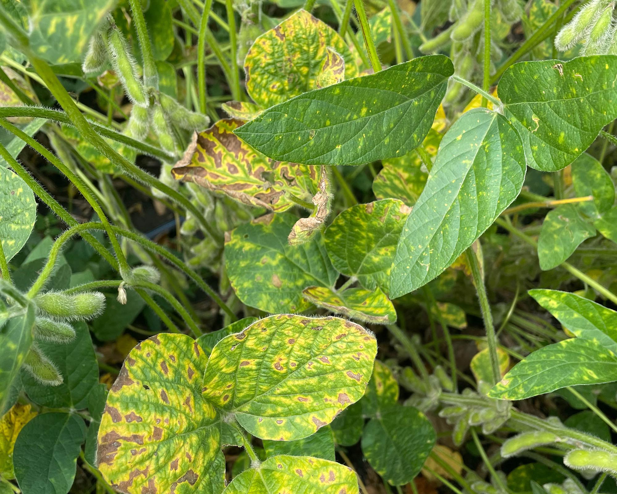 Soybean field with diseased plants