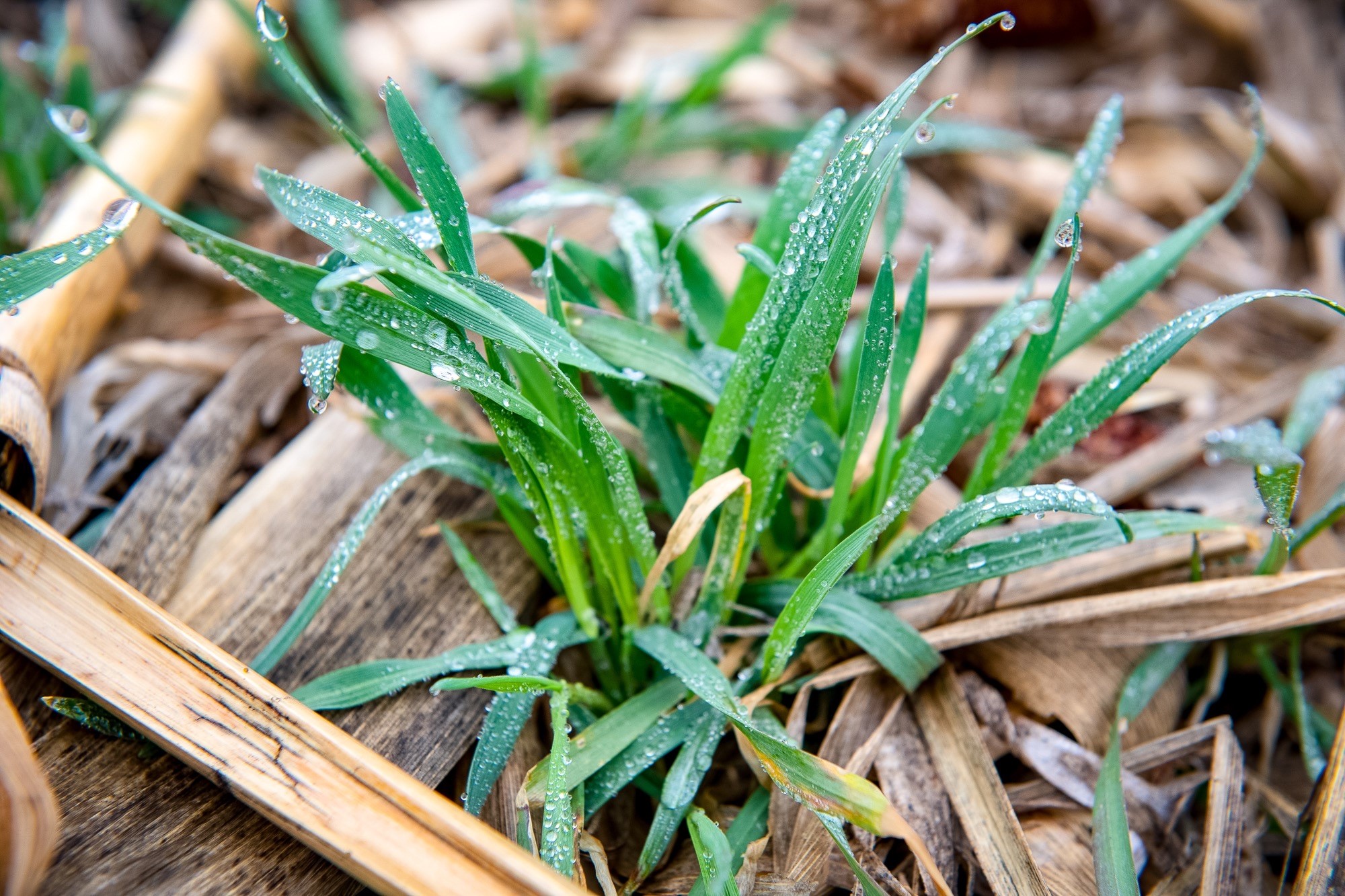 cover crops