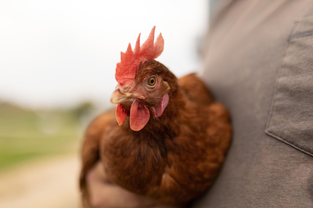 Farming holding chicken in his hands