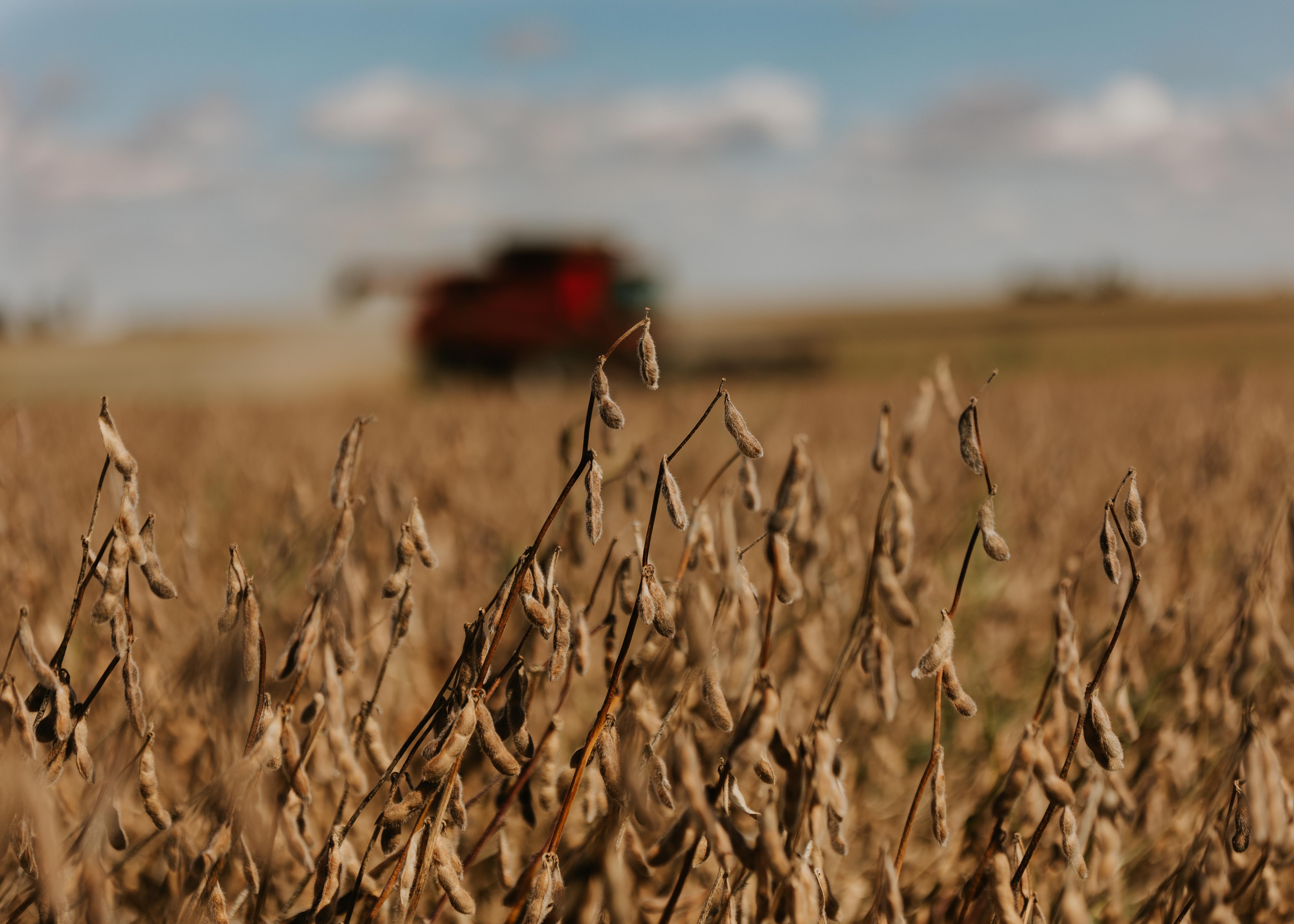 Iowa soybean field at harvest