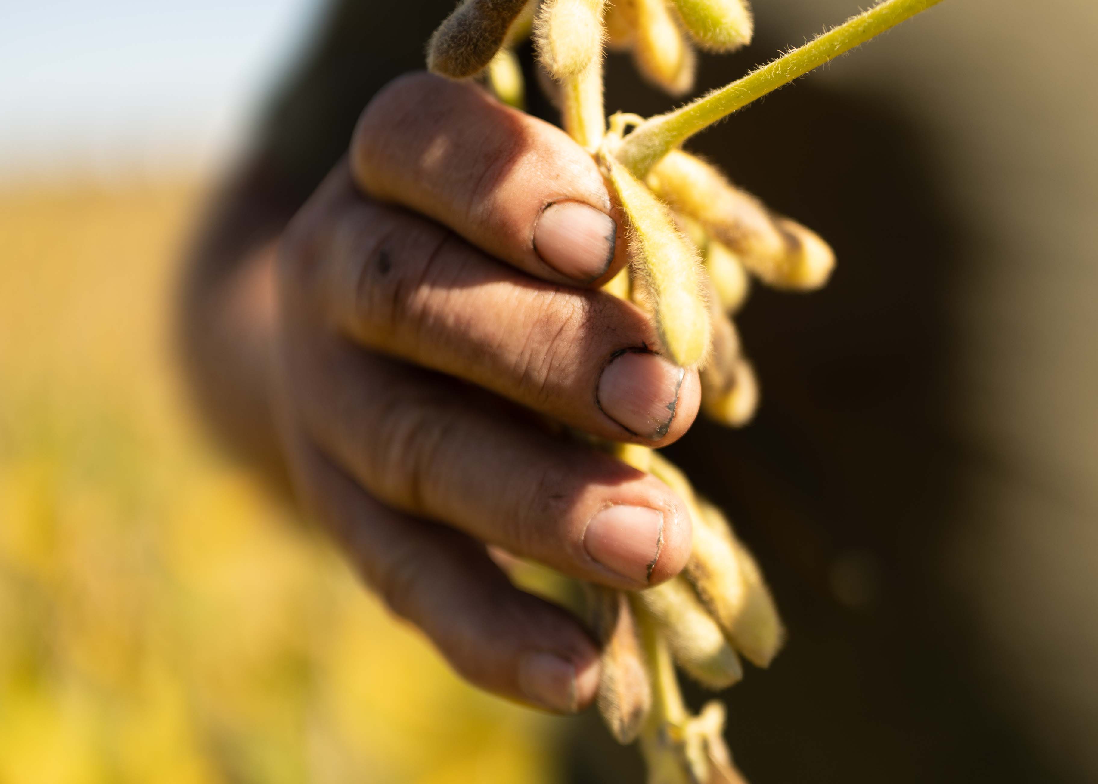 A farmer holds a soybean plant