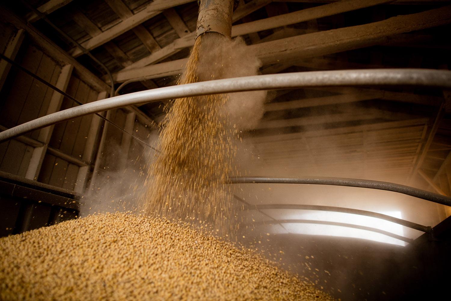 Soybeans being unloaded in grain wagon