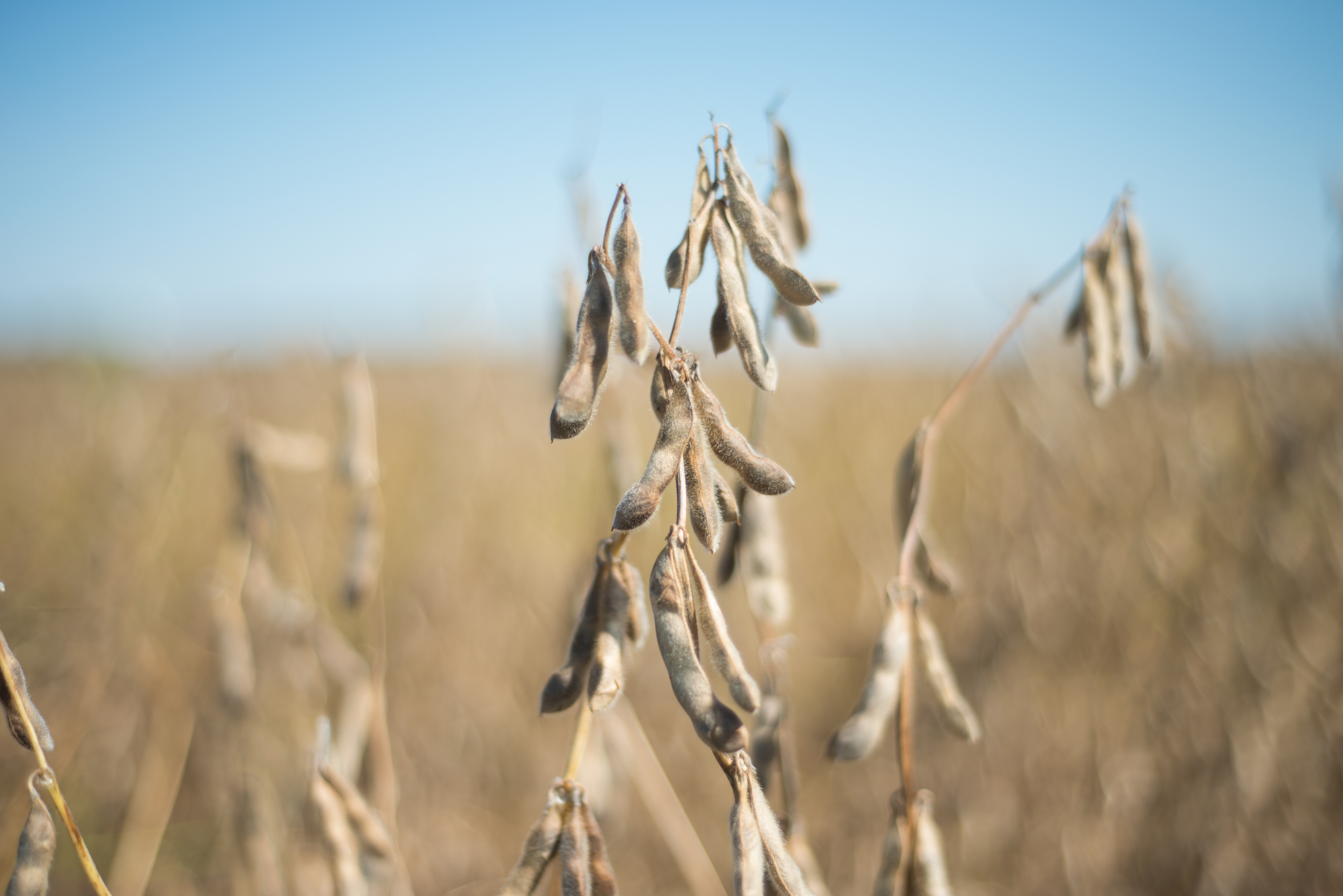 A closeup of a mature soybean plant at harvest.