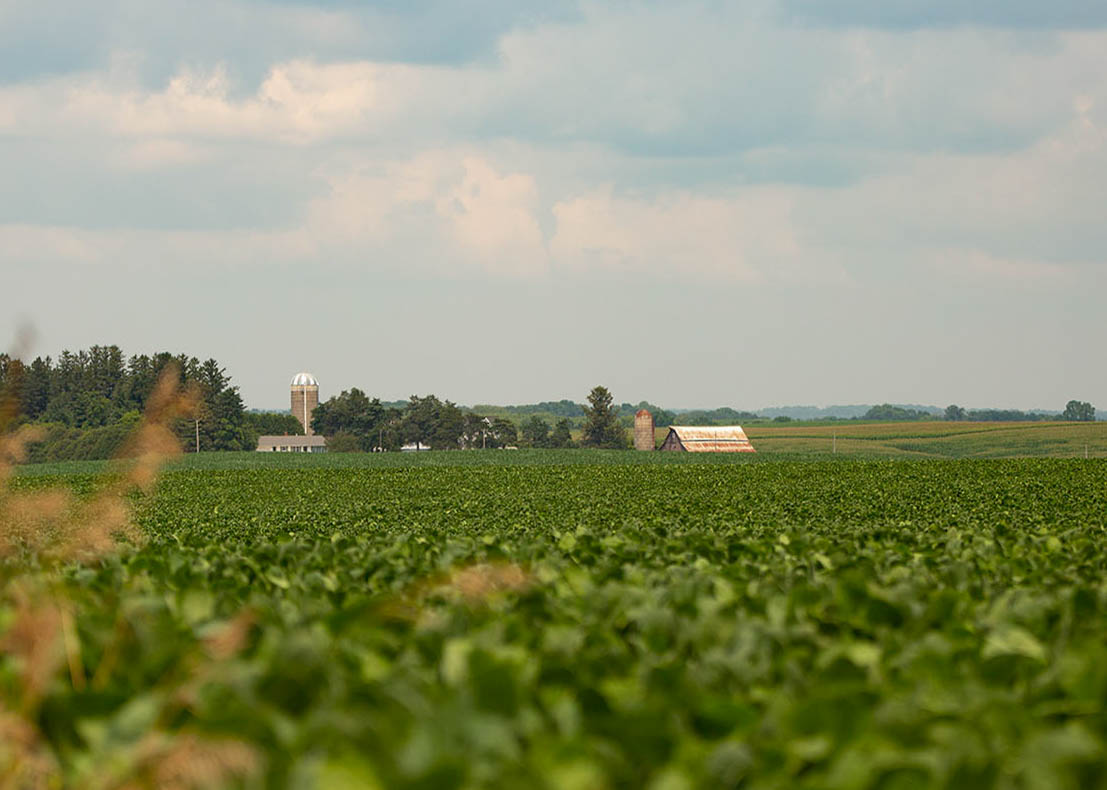 Soybean farm in Iowa