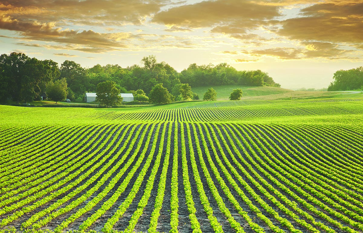 Rolling green farmland