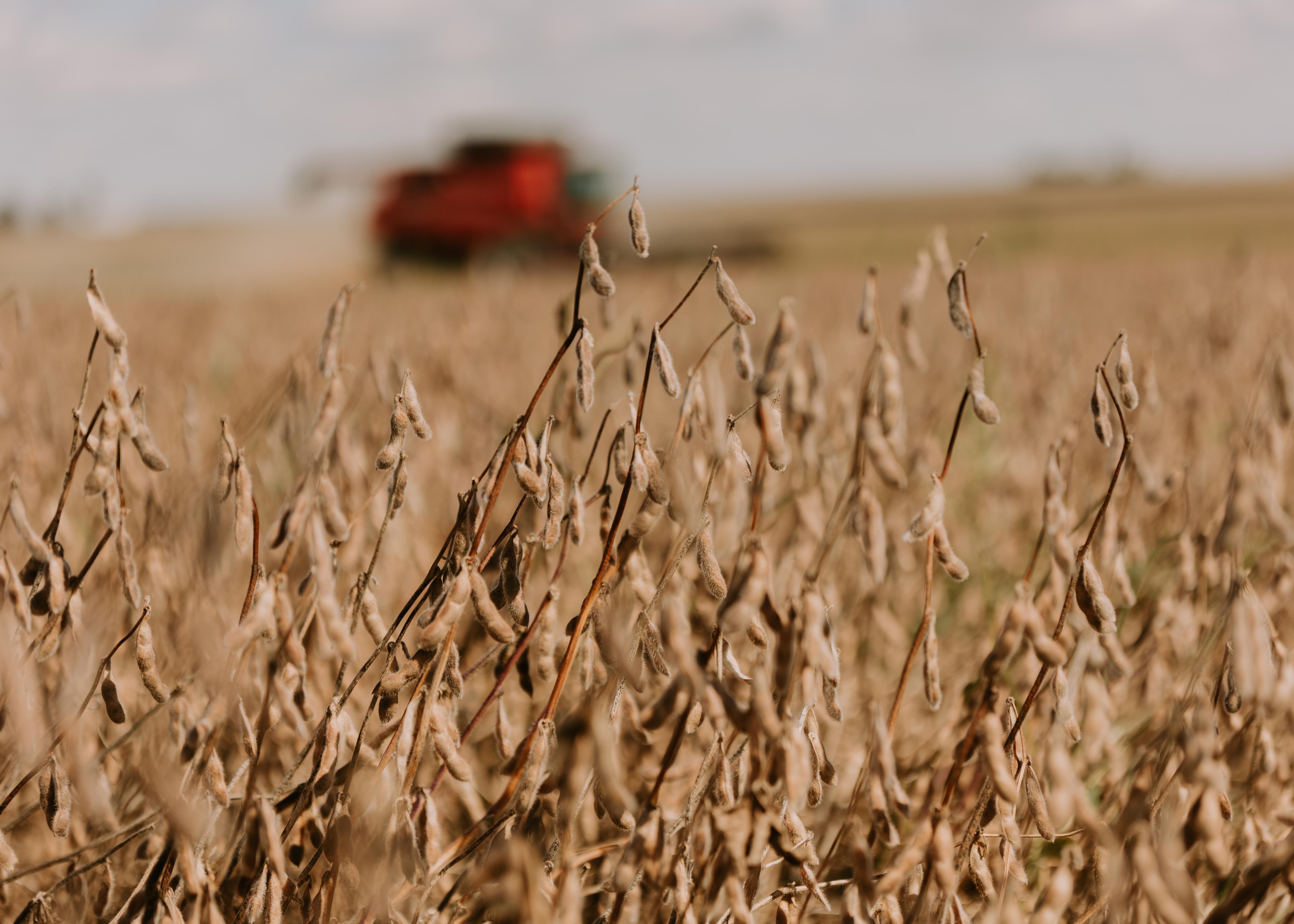 Iowa soybean field awaits harvest