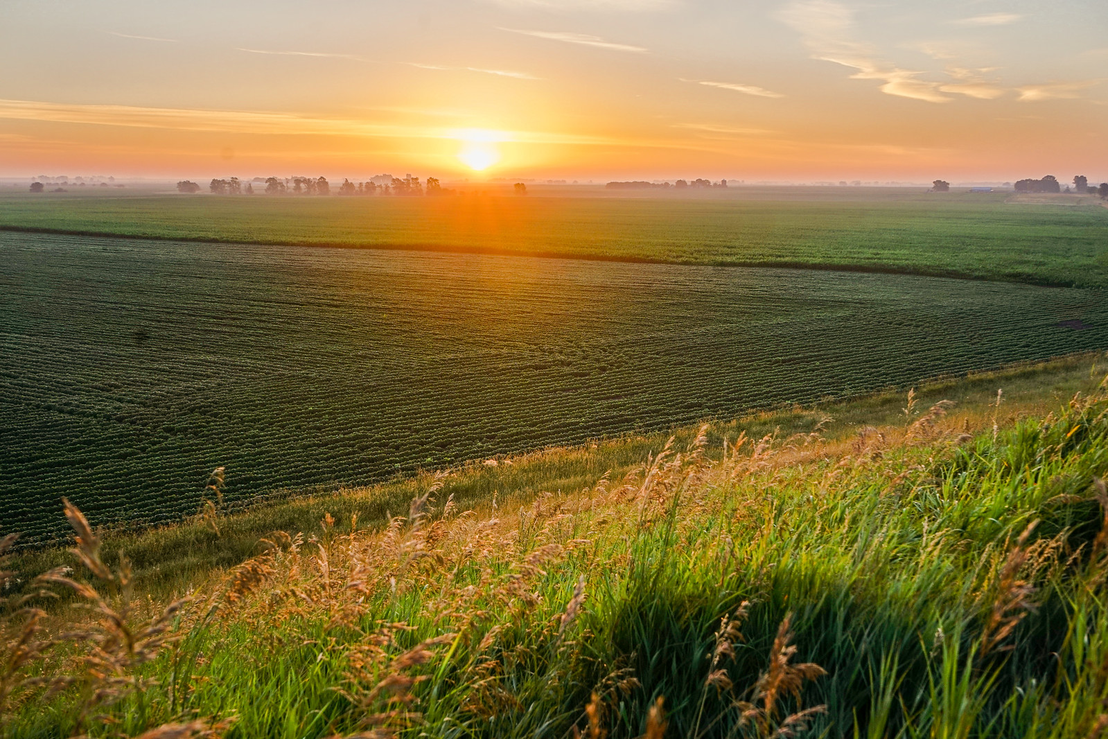 Photo Credit: Iowa Soybean Association