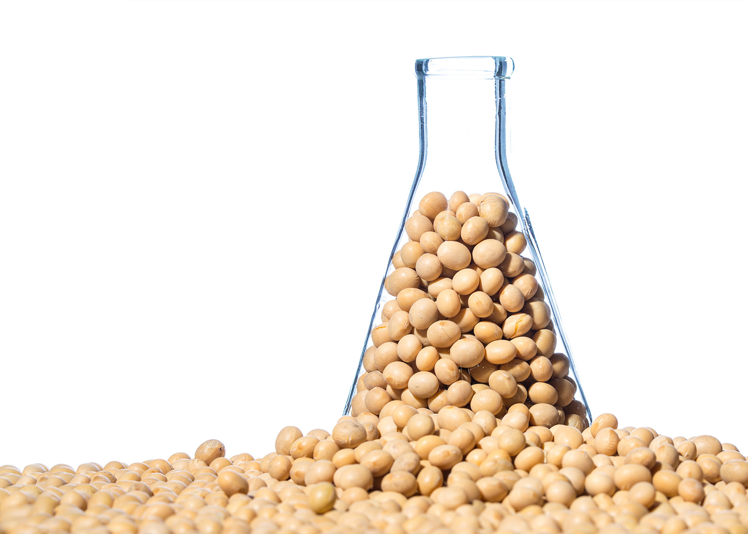Soybeans in conical flask