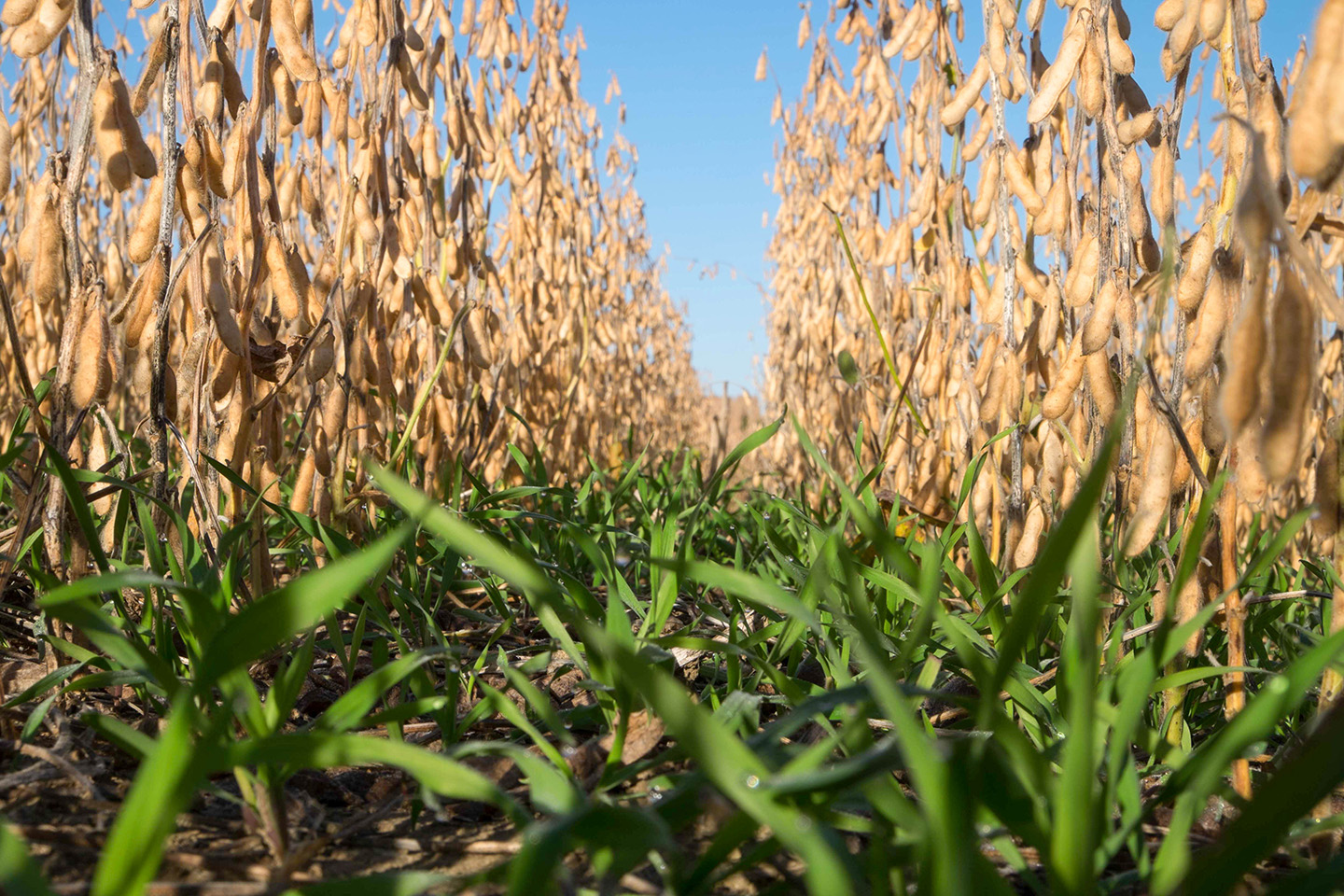 Cover crops in soybean field