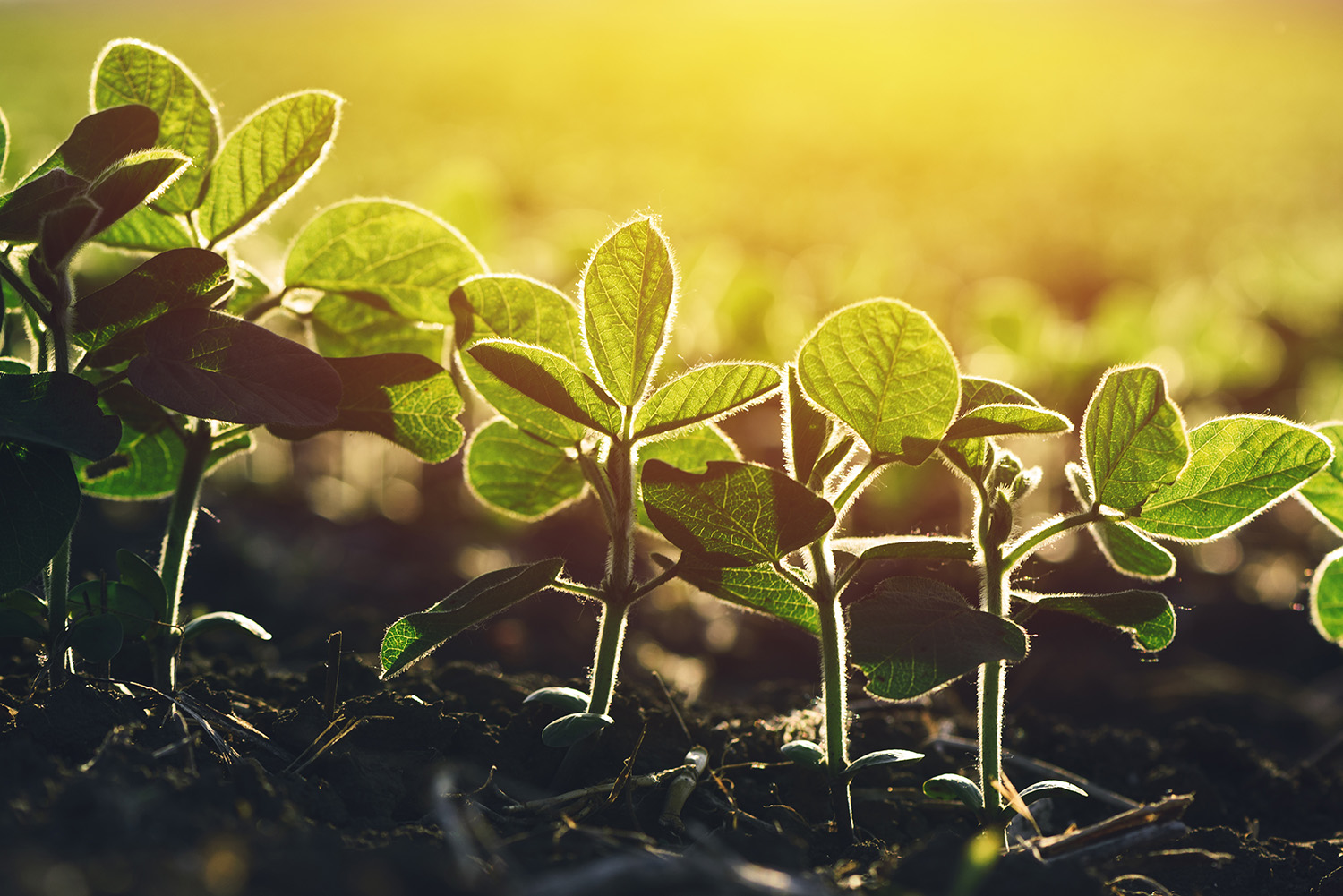 Soybean plants in field Iowa Soybean Association