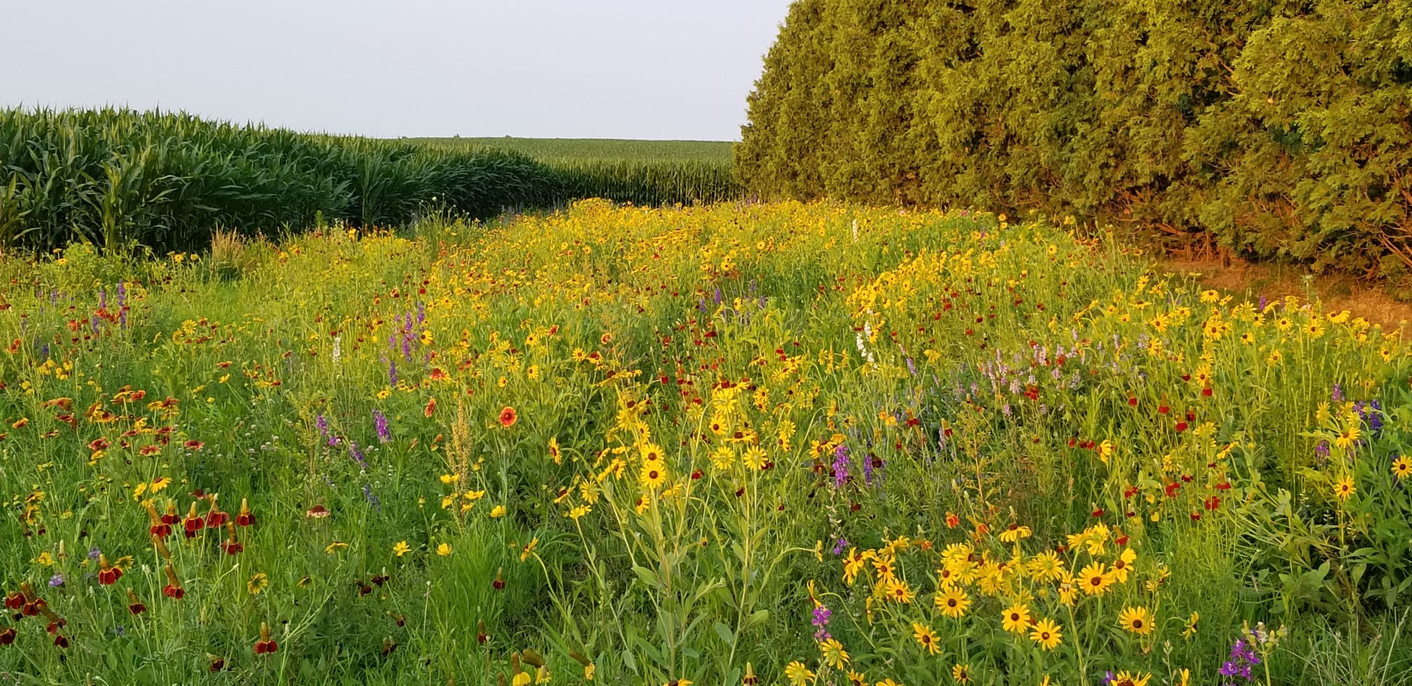 A native prairie garden is ideal for attracting pollina