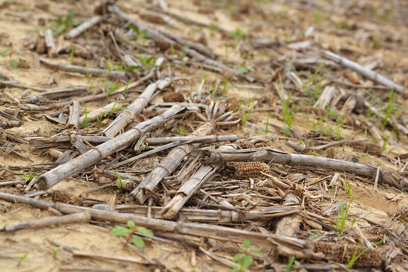 View cover crops as they emerge this spring during a se