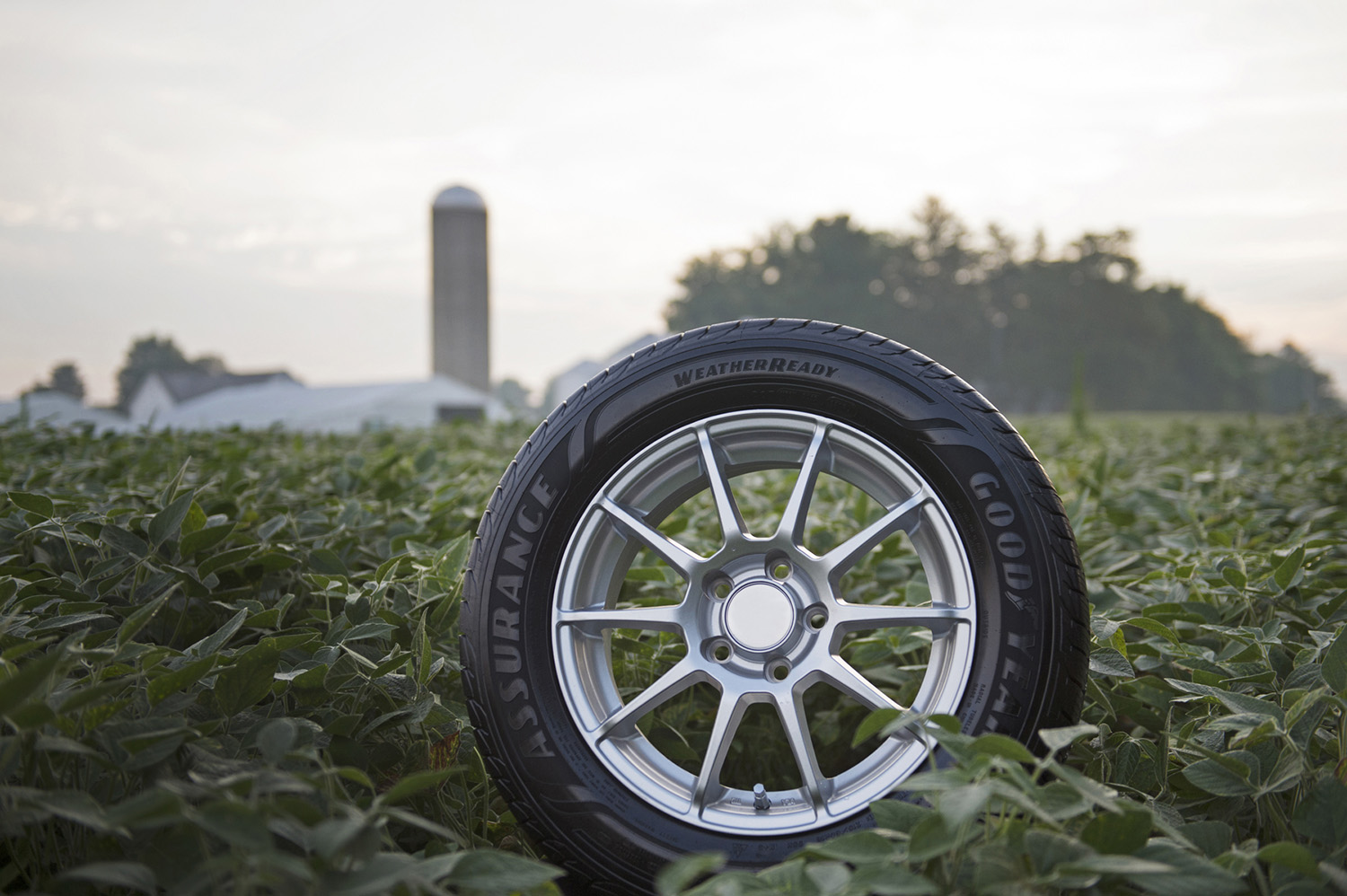 Soybean oil tire in field