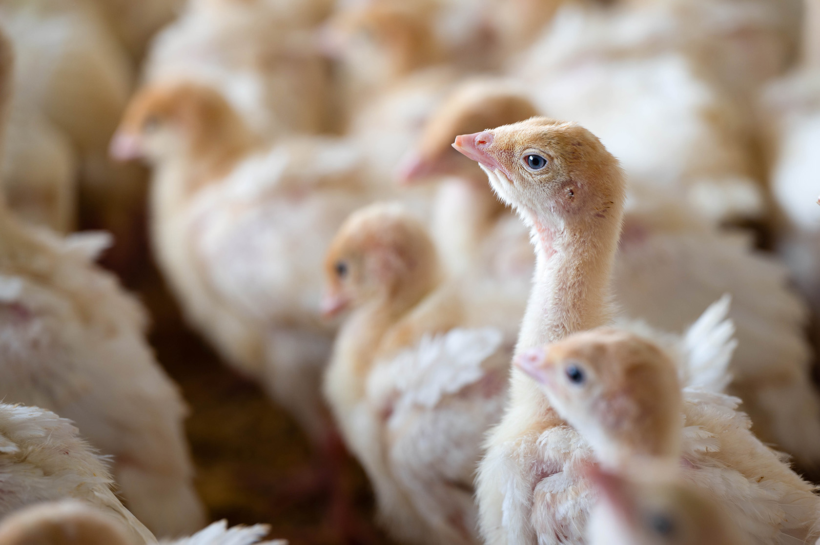 The Highly Pathogenic Avian Influenza (HPAI) virus has 