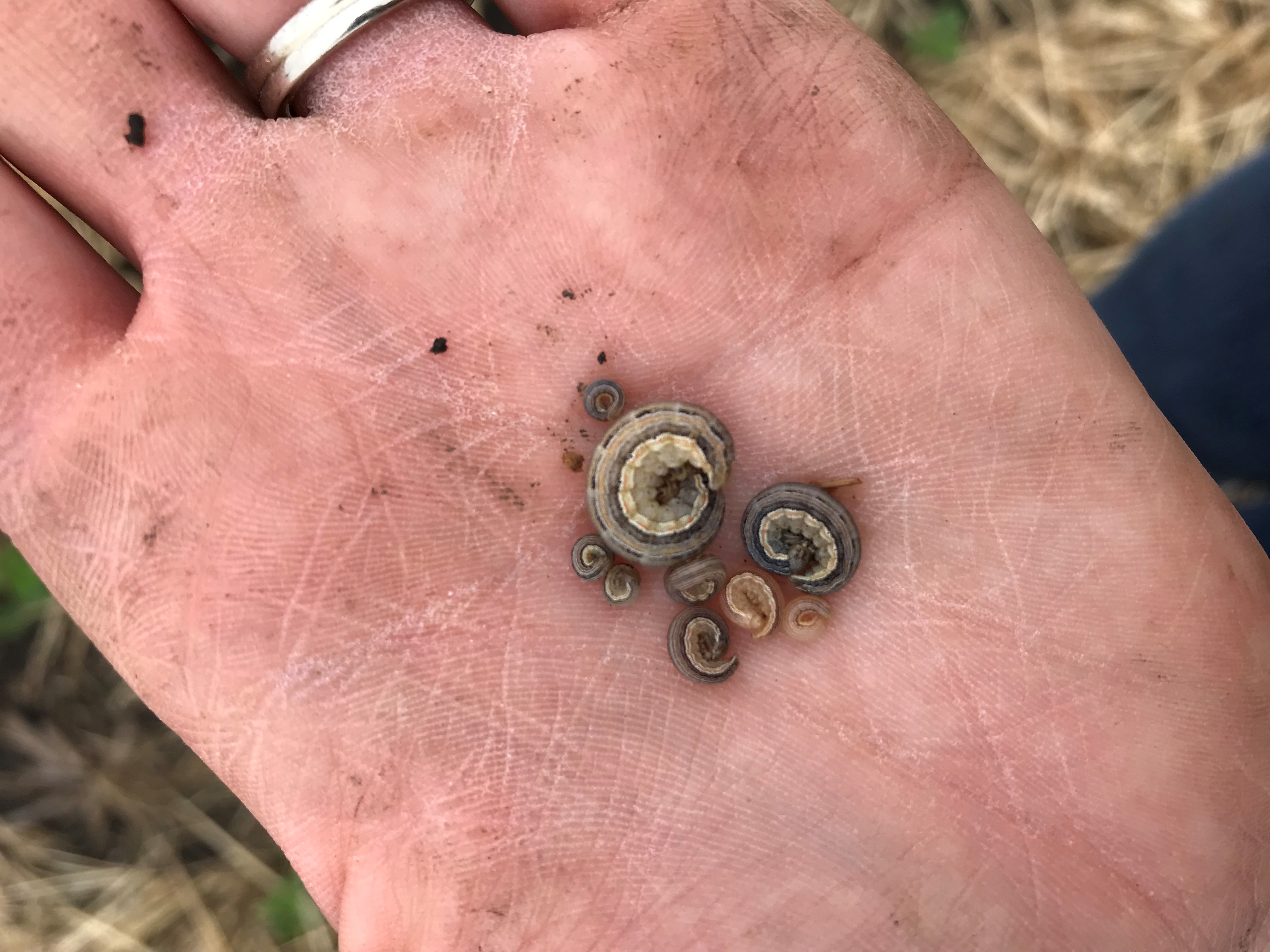 True armyworm caterpillars have been spotted in central