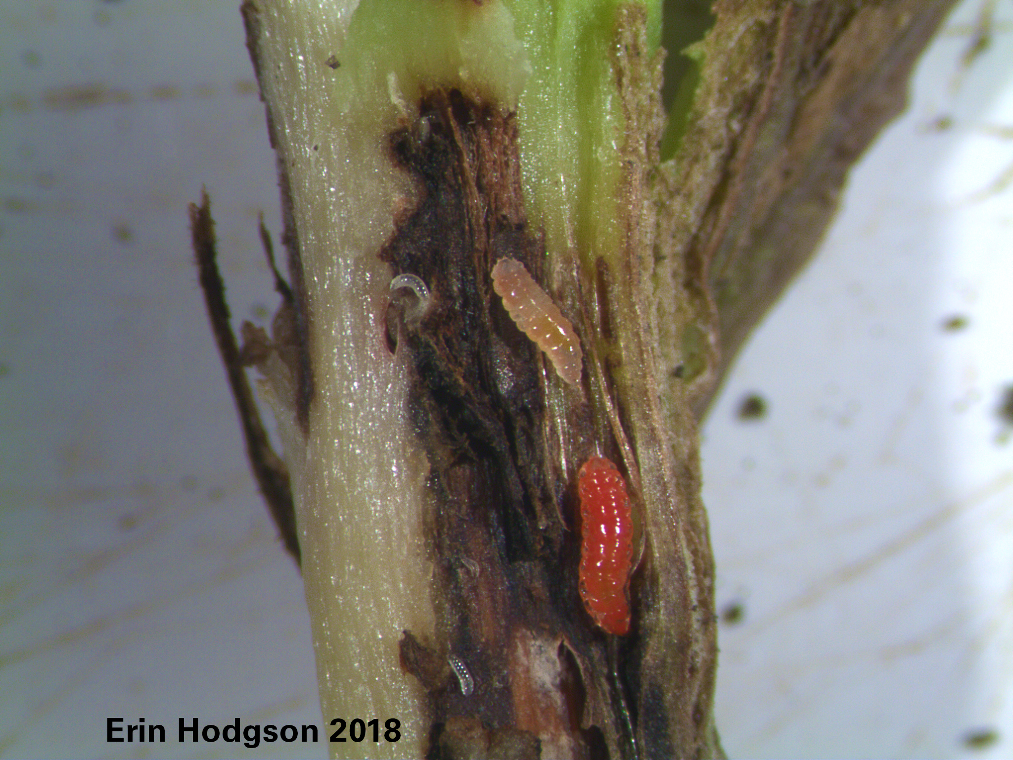 Soybean gall midge was detected last week in O'Brien an