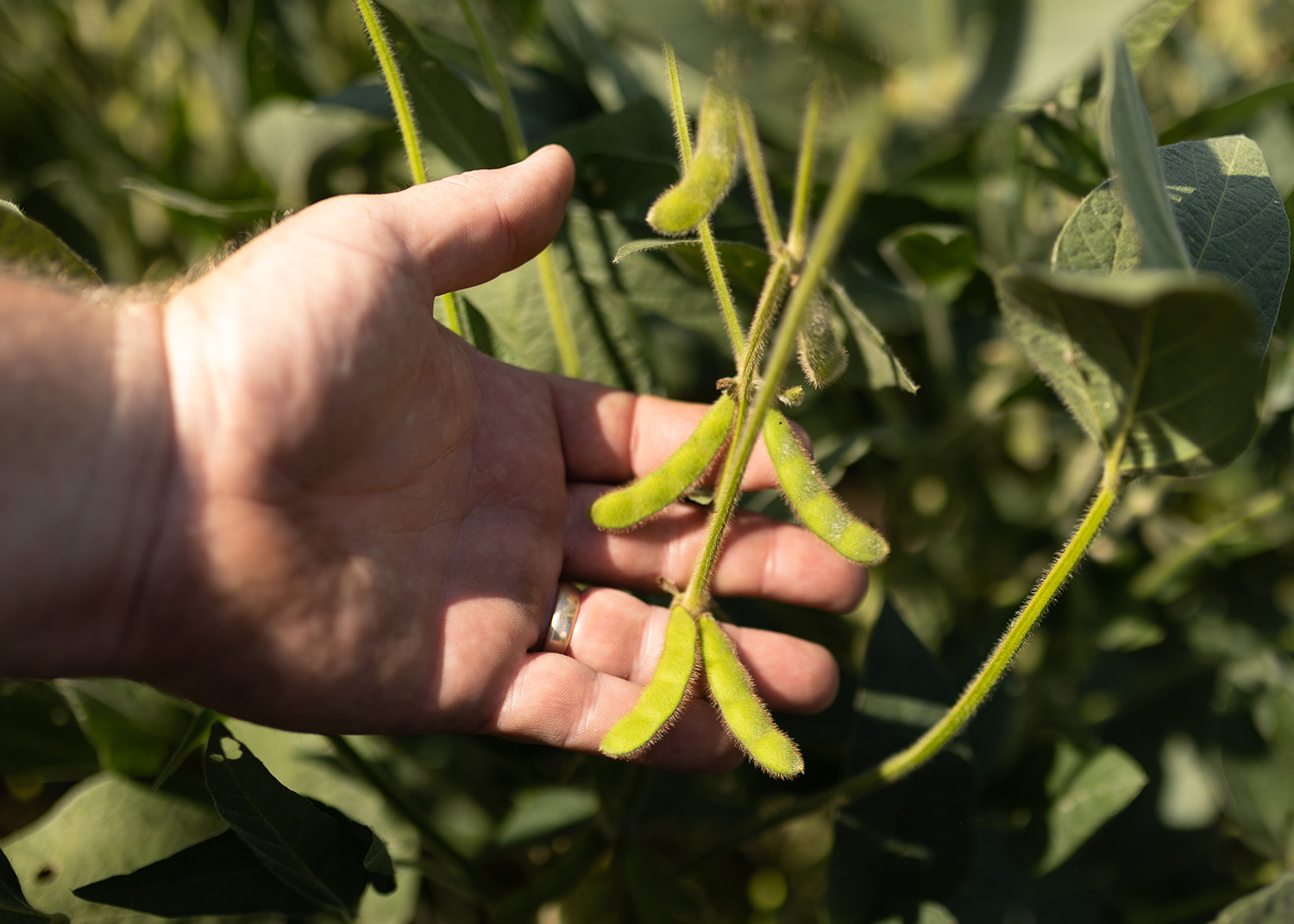 Iowa farmer holding soybeans