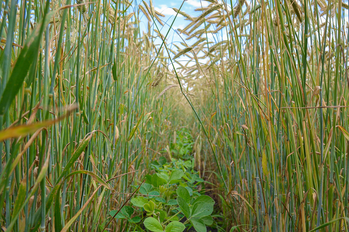 Soybeans grow in between rows of cereal rye in a relay 