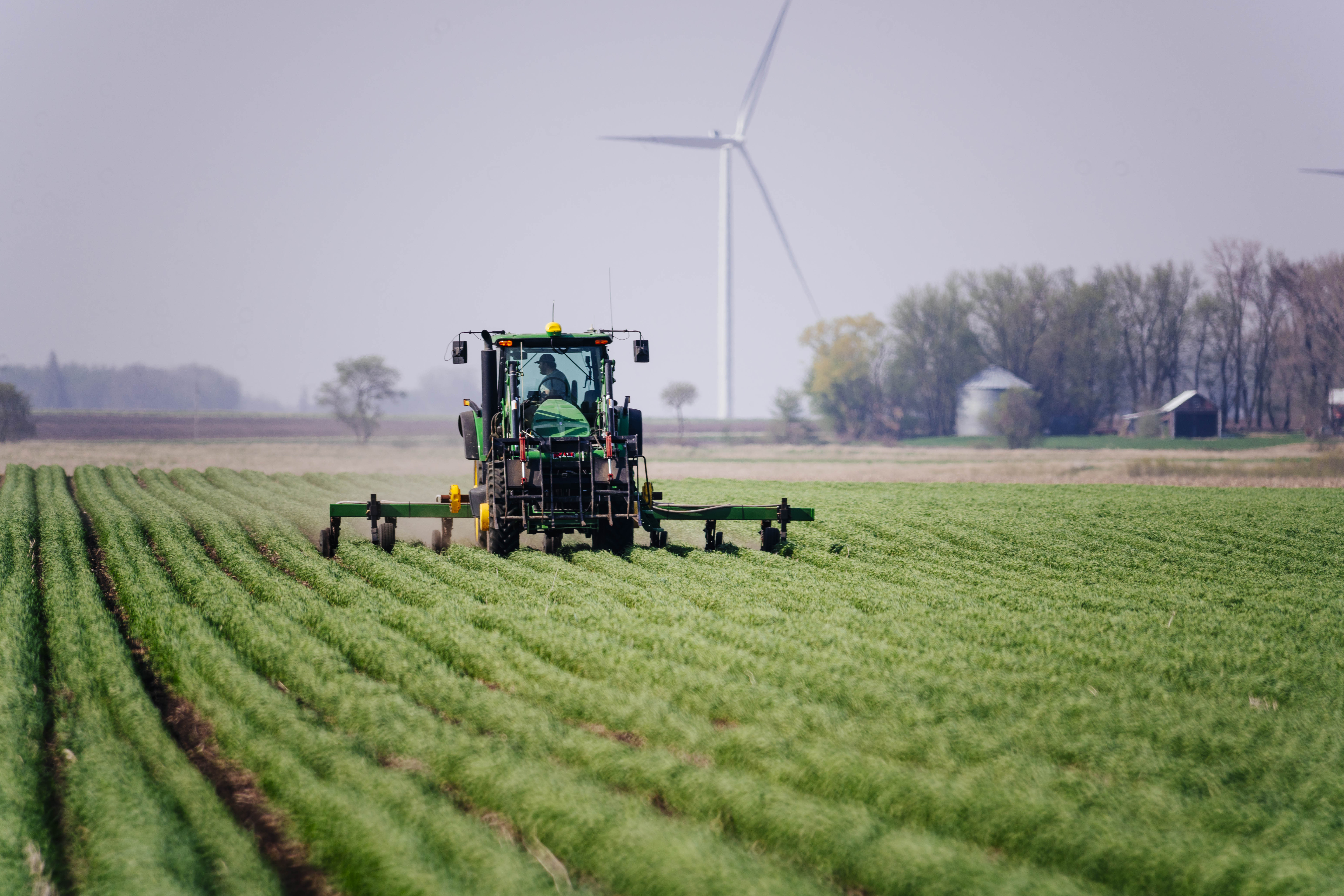 Soybeans are planted into cereal rye for a relay crop p