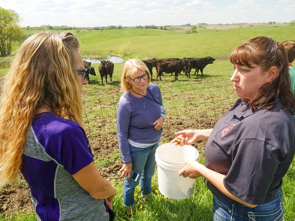 Standing in field next to cattle