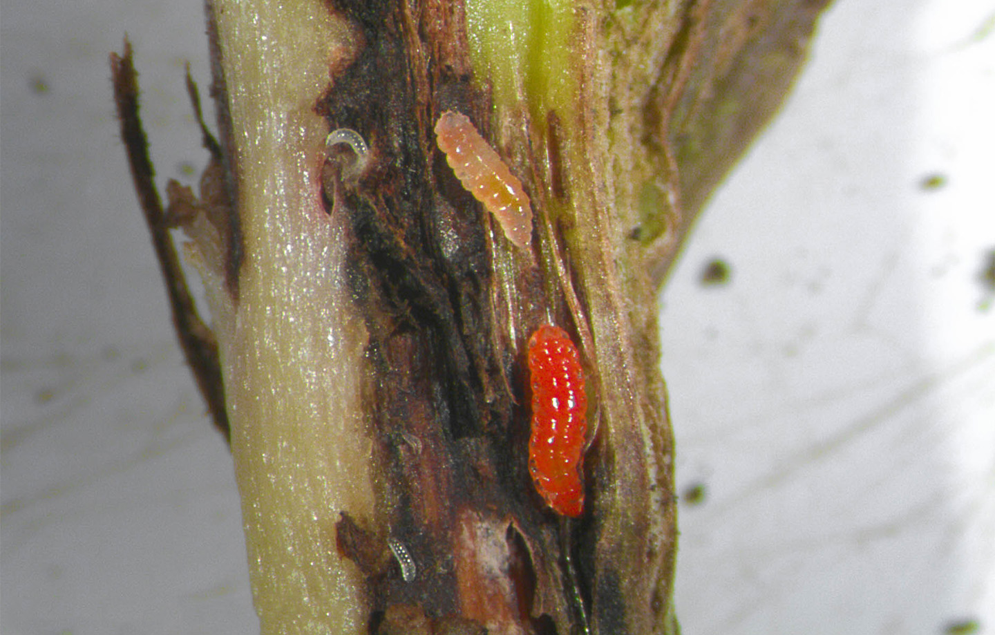 The soybean gall midge can be red to orange in color an