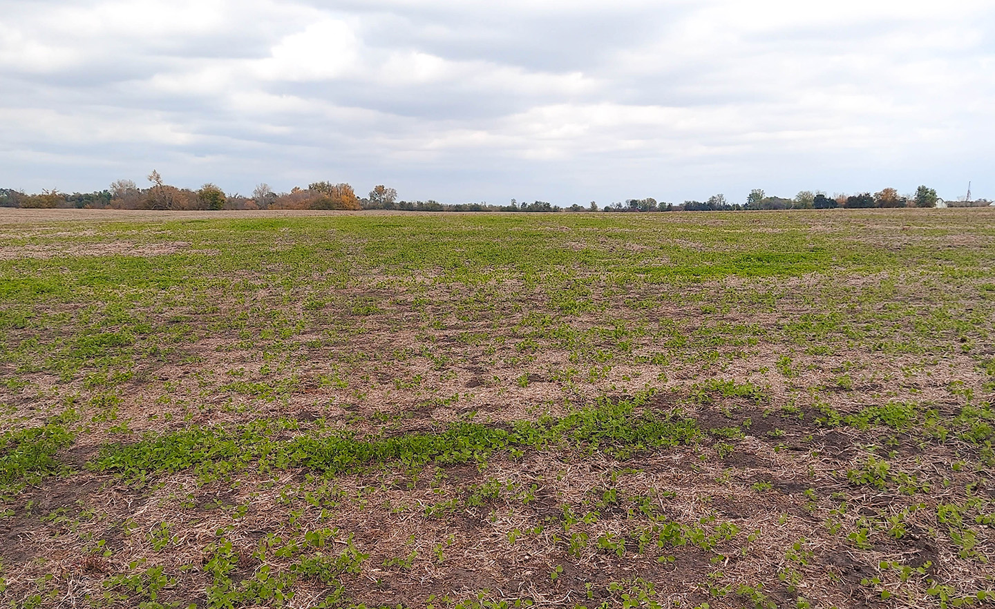 This field turned green with soybeans after harvest las