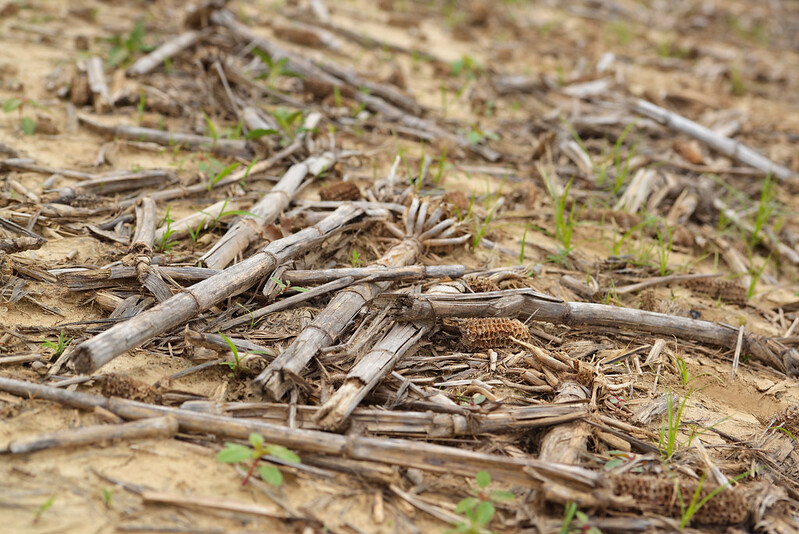 Planting a cover crop after corn harvest this fall