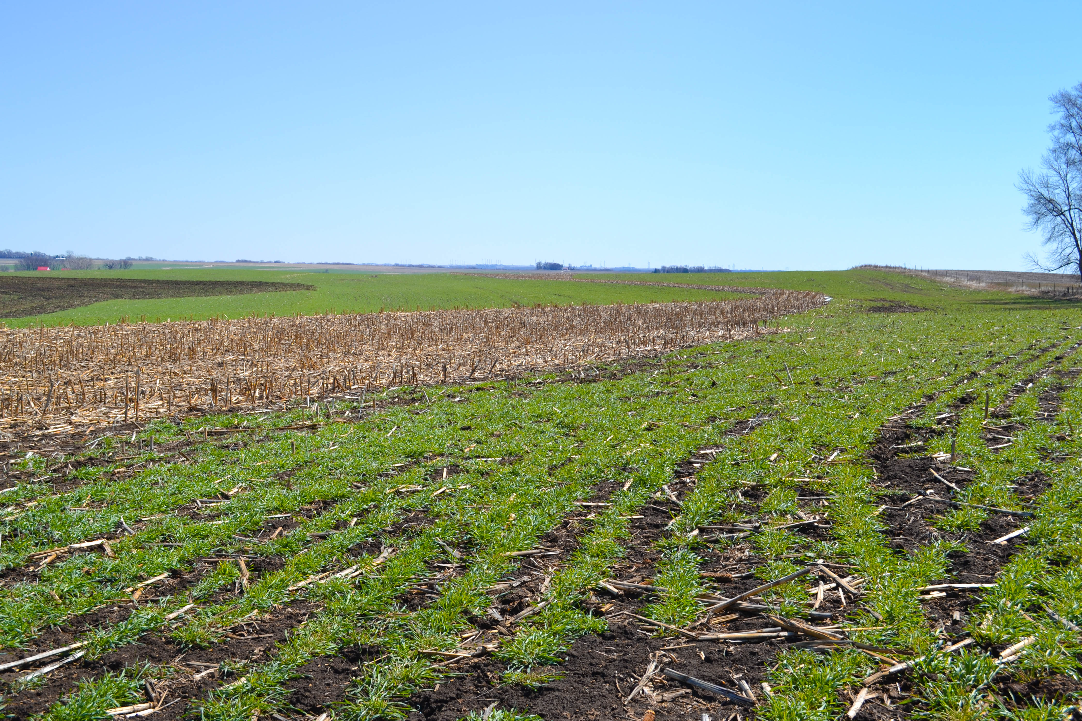 Drilling of cereal rye, wheat or triticale is recommend