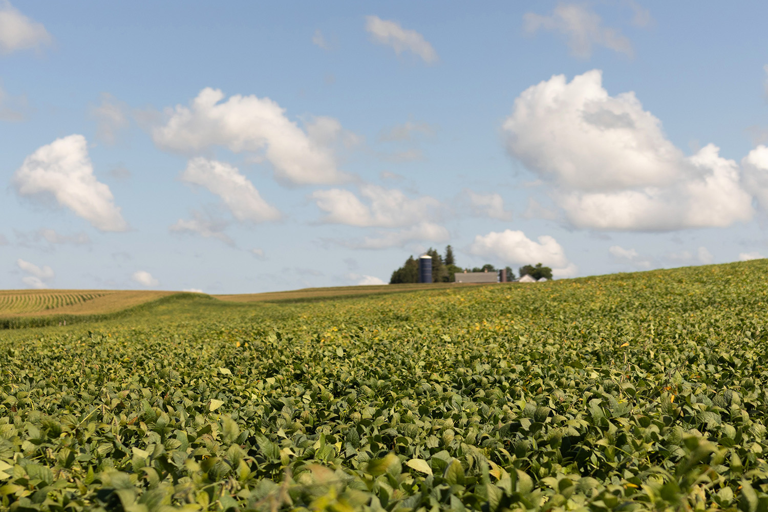 Soybean field in Iowa with farmstead