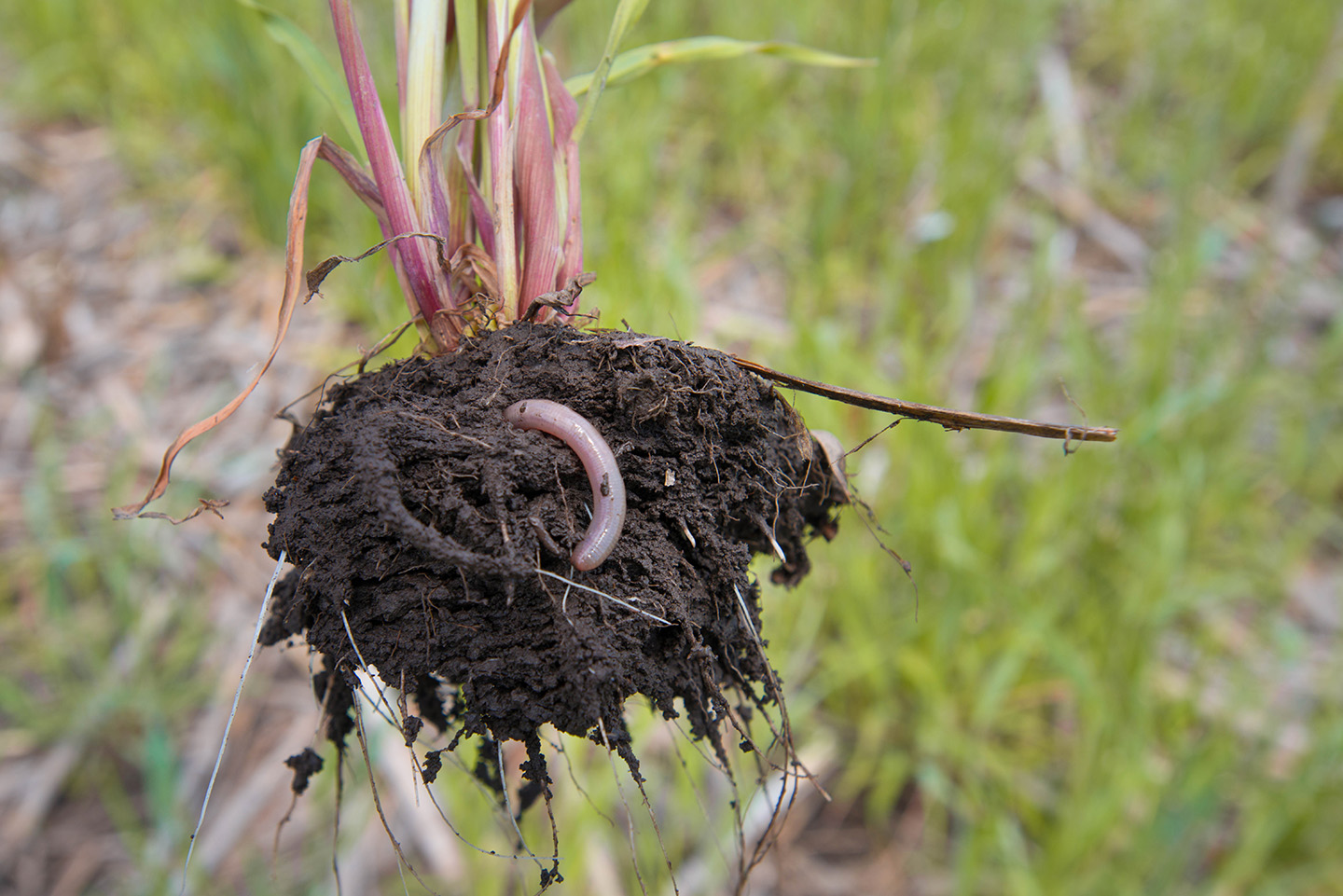 Worm in soil