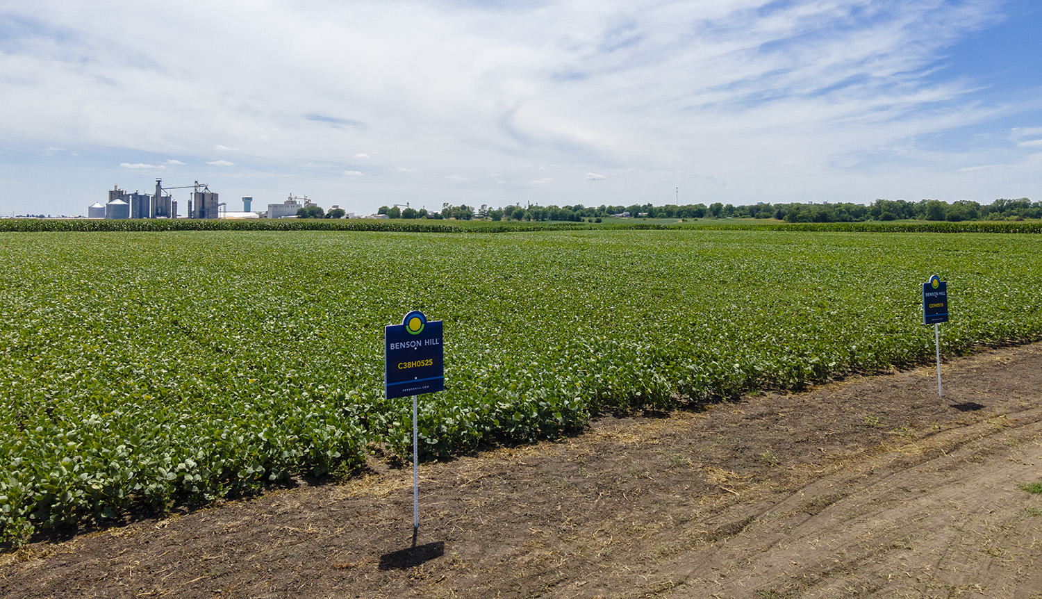 Soybean field in Iowa