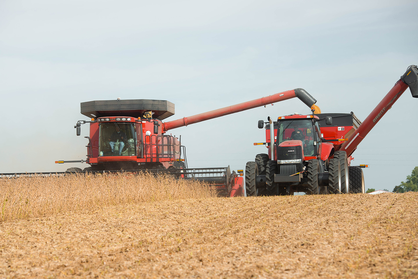 Harvesting soy in Iowa