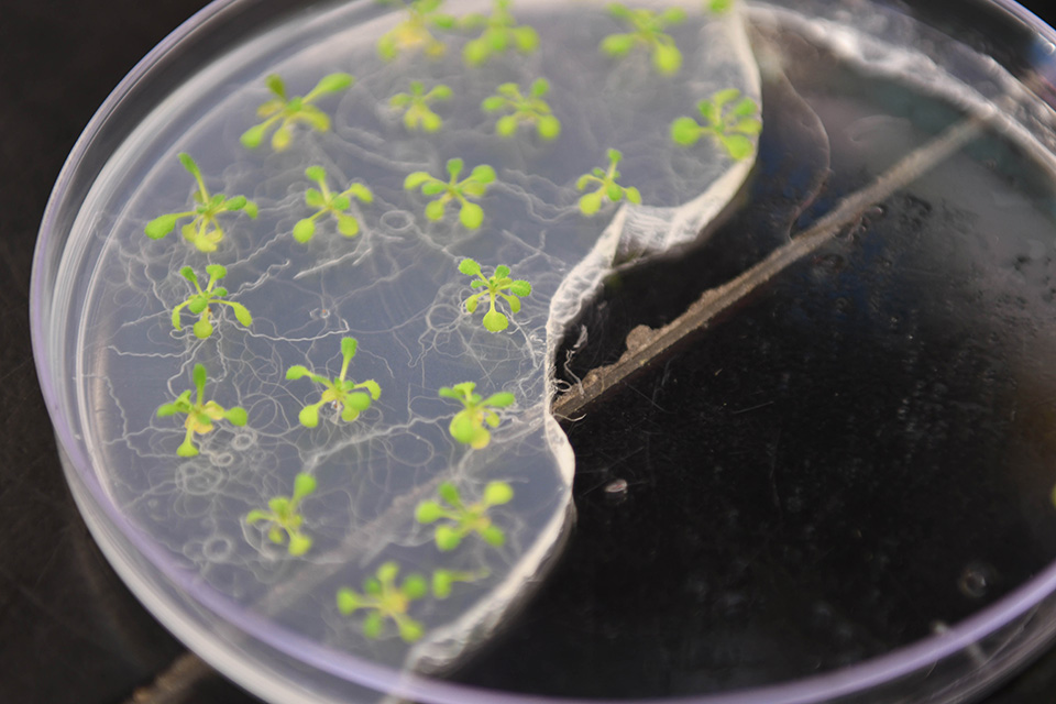 Petri dish with soybeans