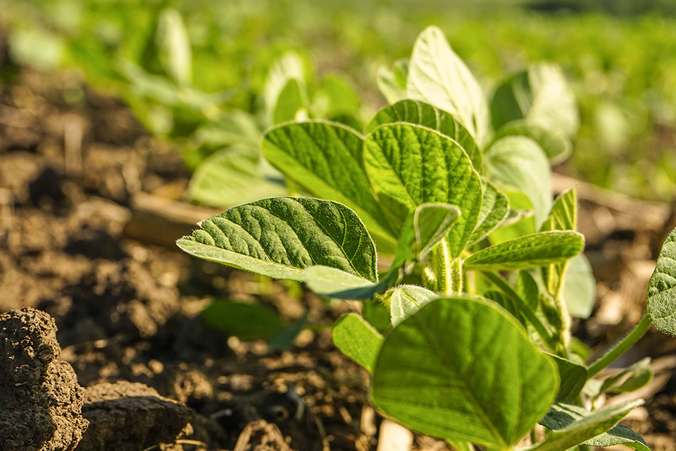 Soybean plant in Iowa field