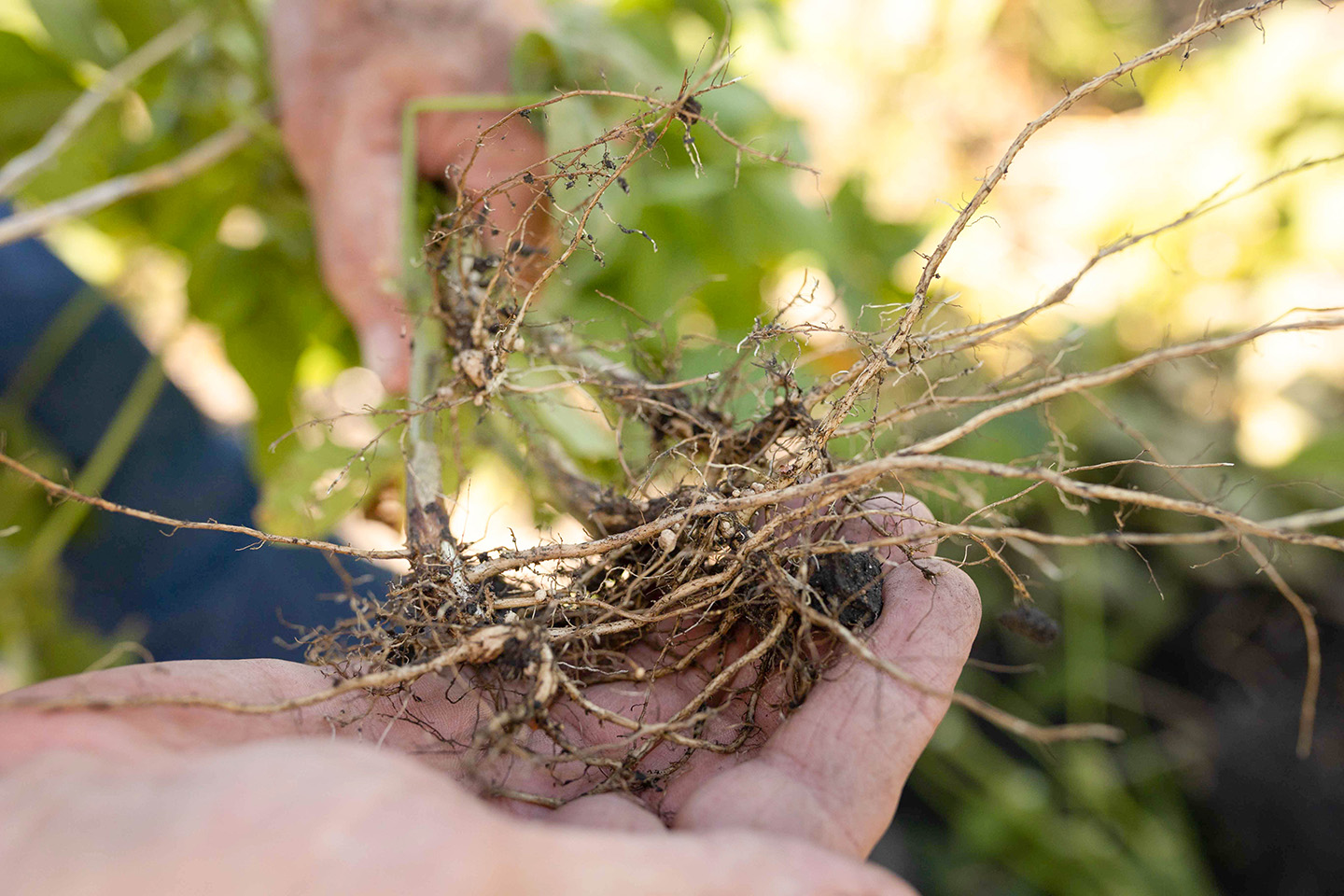 Soybean plant with SCN