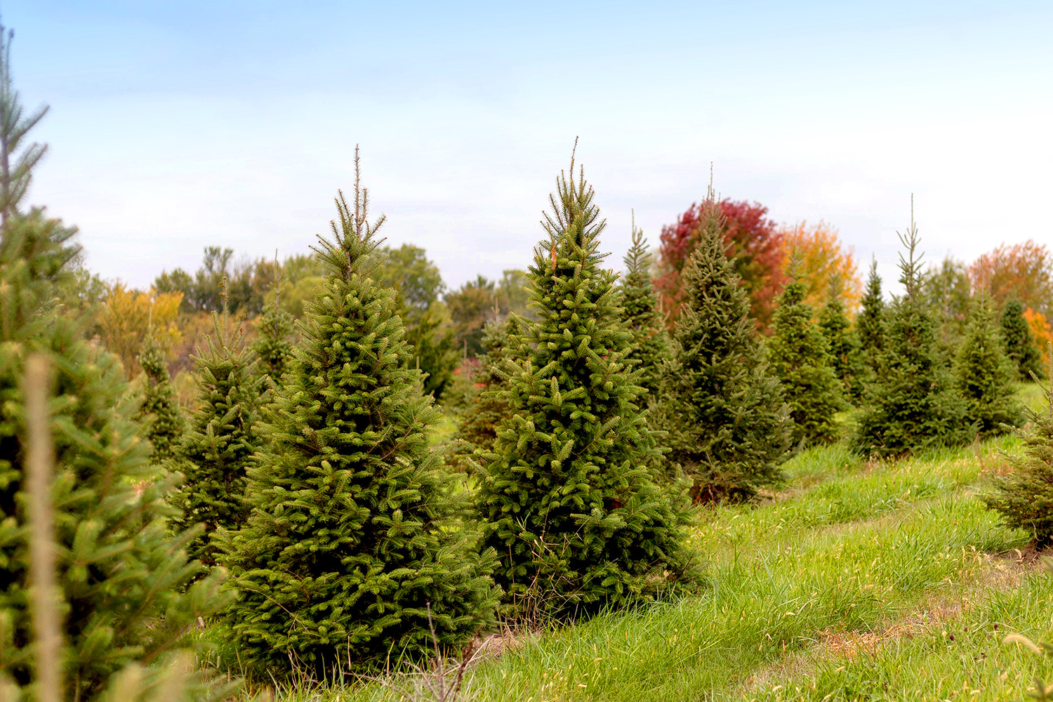 Hunter Bros Tree Farm Evergreens in field