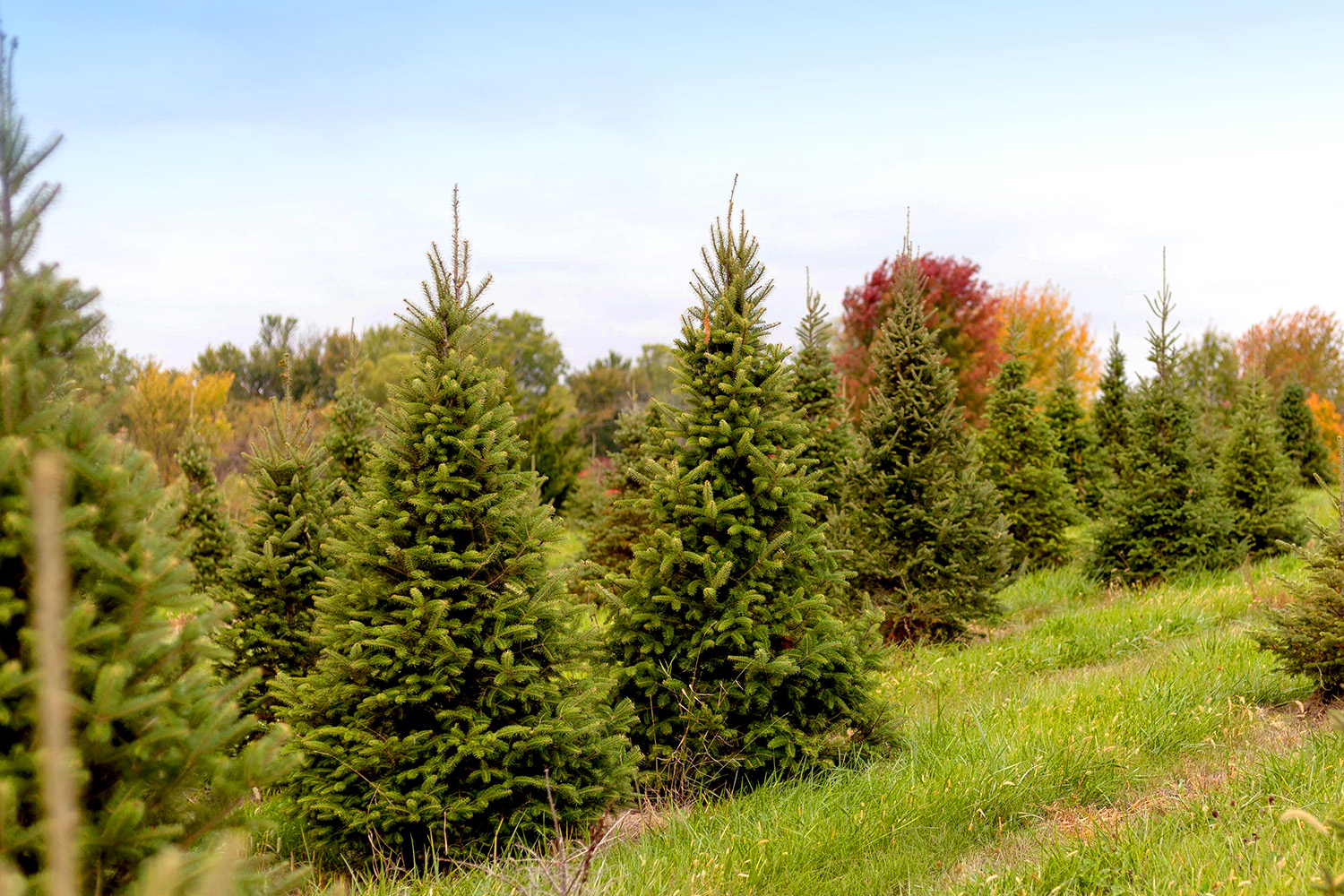 Evergreens in field