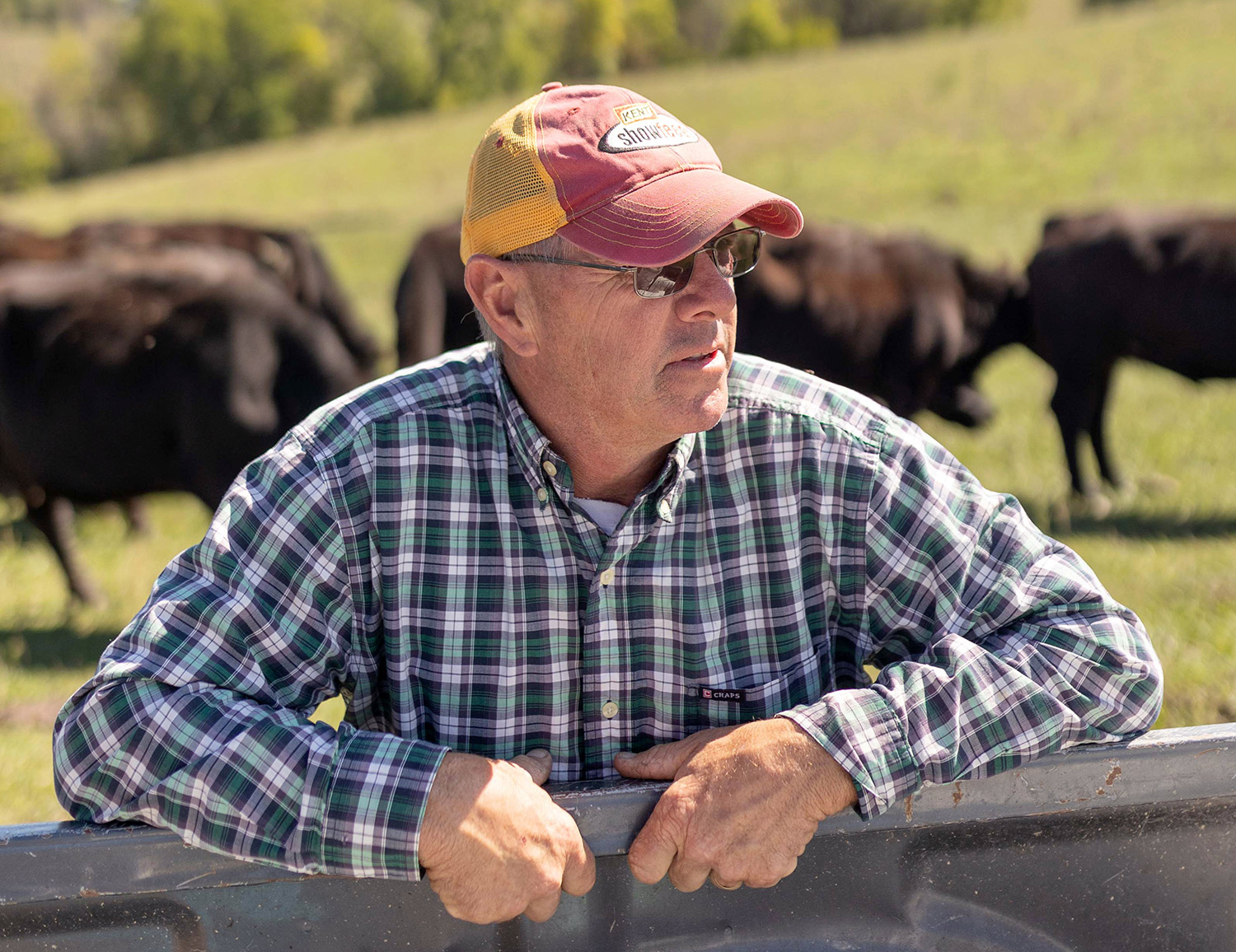 Iowa soybean farmer with cattle