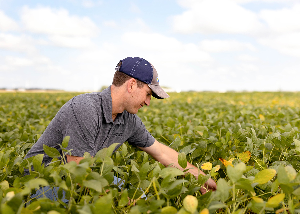 ISA team member in soybean field