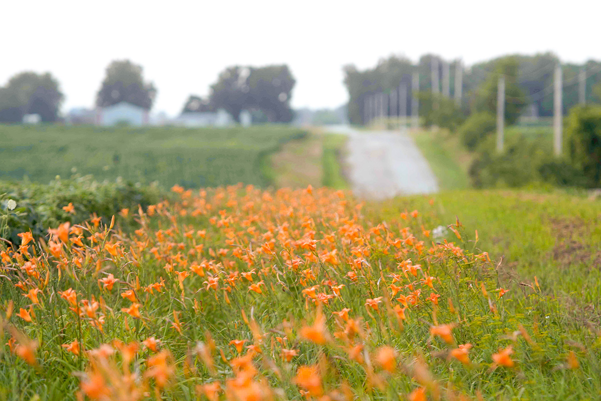 Restored pollinator habitat in Iowa