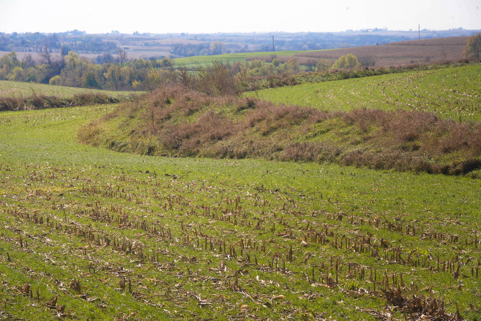 Field in Iowa